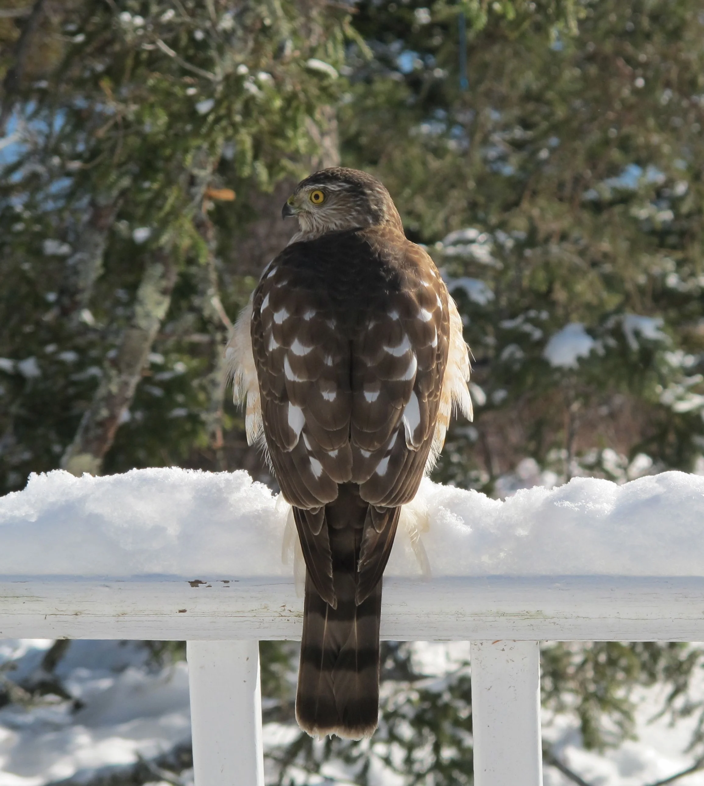 Hunger Games A Sharp Shinned Hawk Two Goshawks And A Poor Red