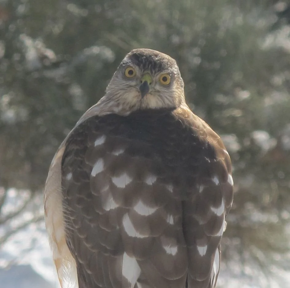 Pamelia took this head-on view through a picture window.