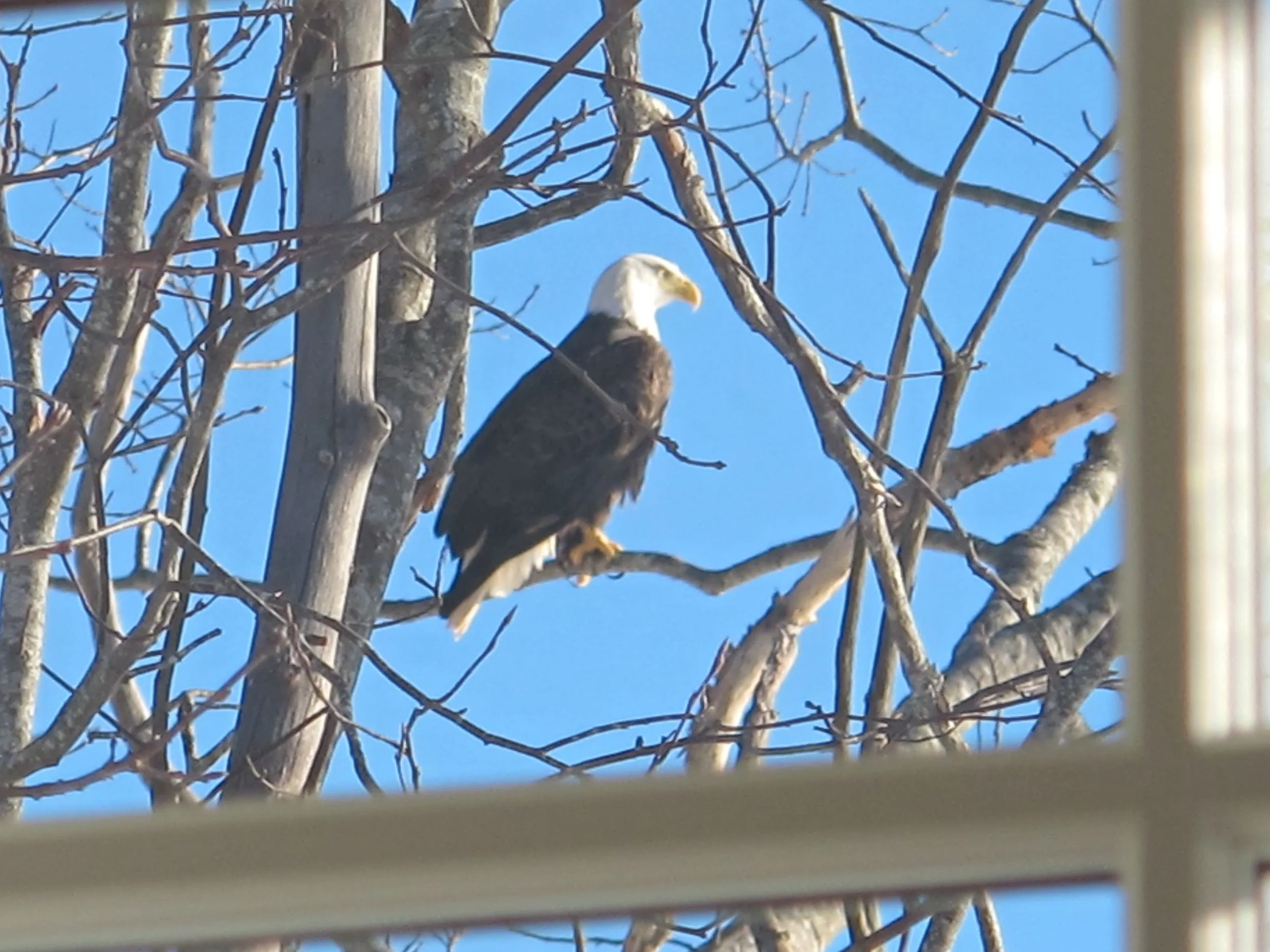 Two mature bald eagles have been flying around our house and perching in trees overlooking the water. They keep calling out to each other, as if strategizing.