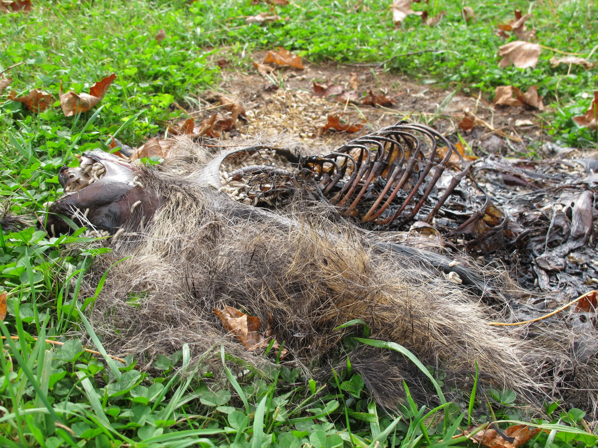 As I said, not a pretty sight, but a natural one. Bernd's observation of what happens to carcasses like this raccoon's help us all understand the workings of nature in greater detail.