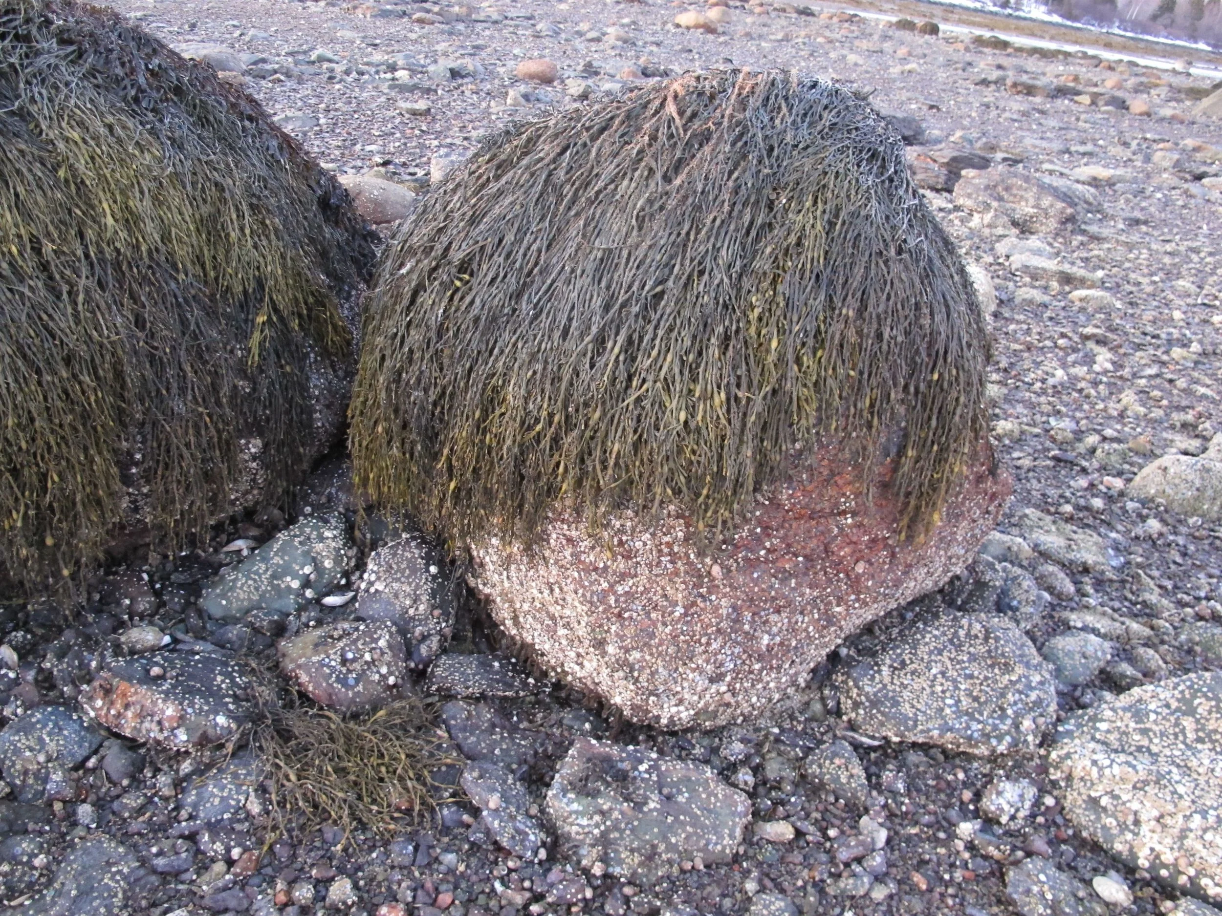 The Justin Bieber Rock? Or maybe early Paul Mc Cartney? During a low-tide walk we came up this seemingly barbered boulder covered with rock weed. Lots of tangles.
