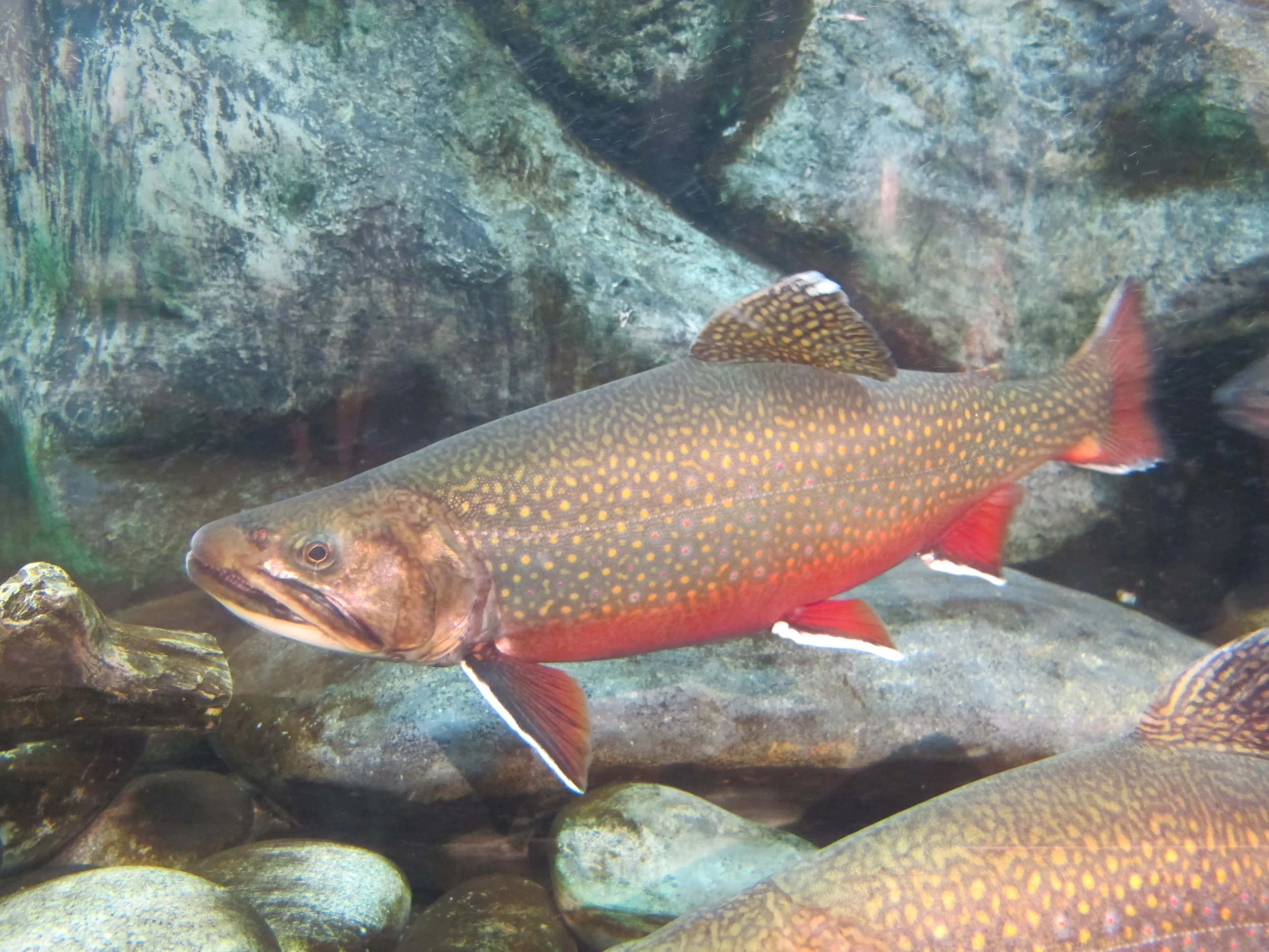easternbrooktrout