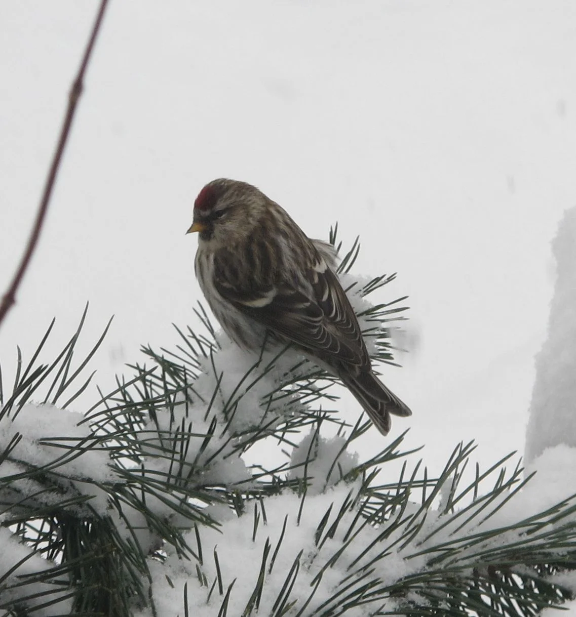 A flock of common redpolls (a type of finch) showed up for a one-day visit in the middle of a snowstorm over the weekend.
