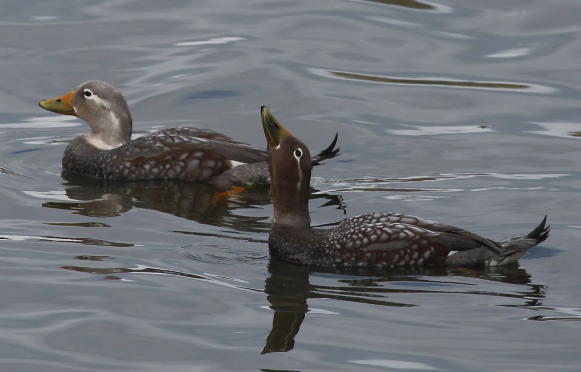 Pairs of beautiful flying steamer ducks dotted Ushuaia's harbor. The name "steamer duck" derives from the birds' habit of flapping their wings (suggesting a paddle steamer) when trying to swim fast.