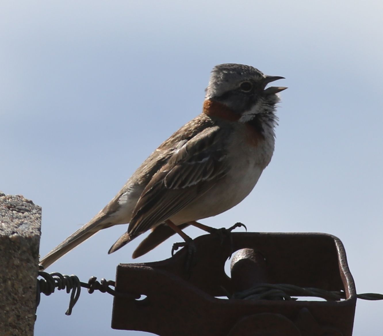 Rufous-collared sparrows filled the air with their spring songs as we hiked toward the Beagle Channel. These ground-feeding seed-eaters are found from Mexico to Tierra del Fuego, though with different vocal dialects in different regions.