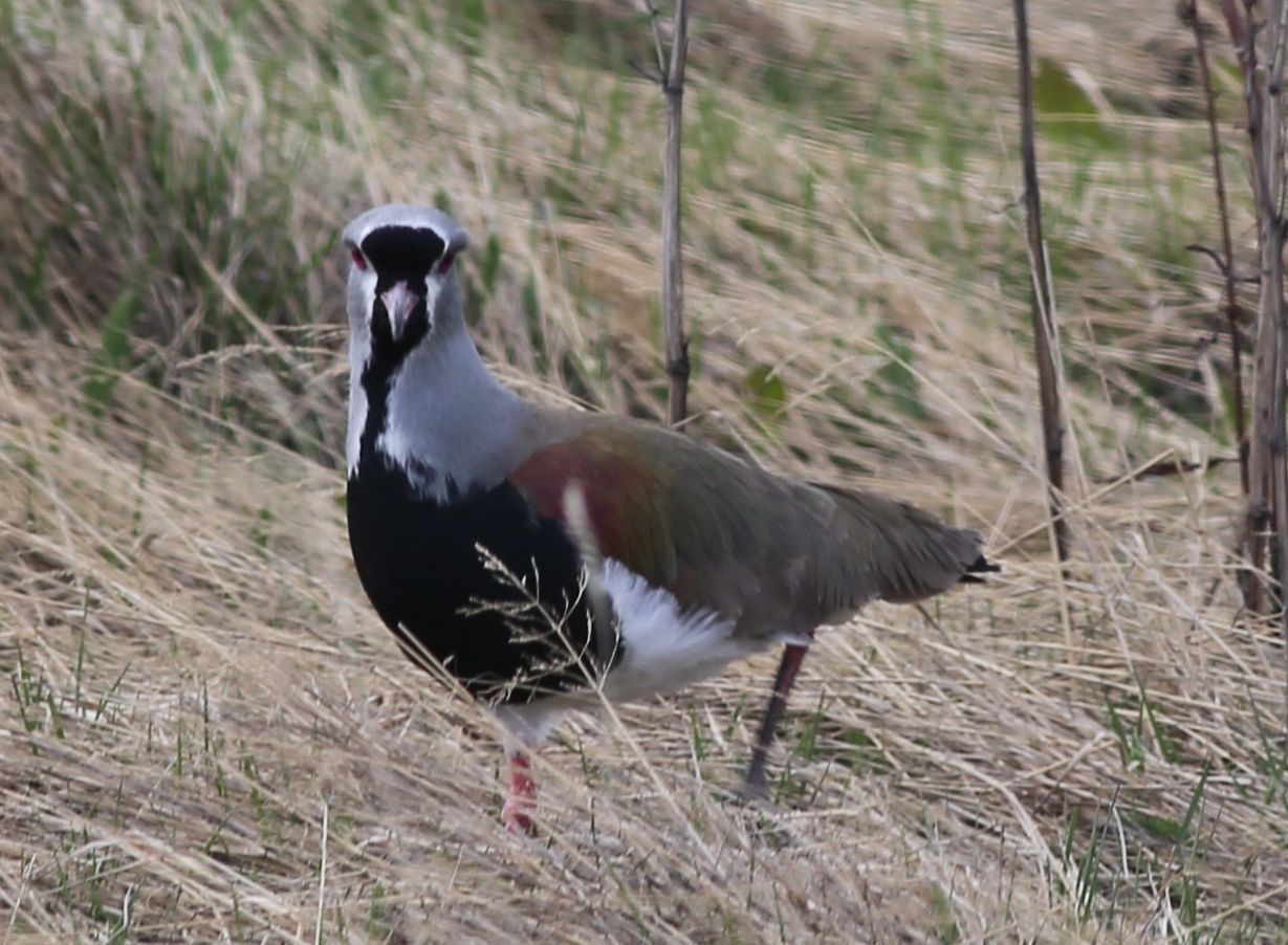 Gorgeous southern lapwings were trying to breed in fields at the edge of the city...