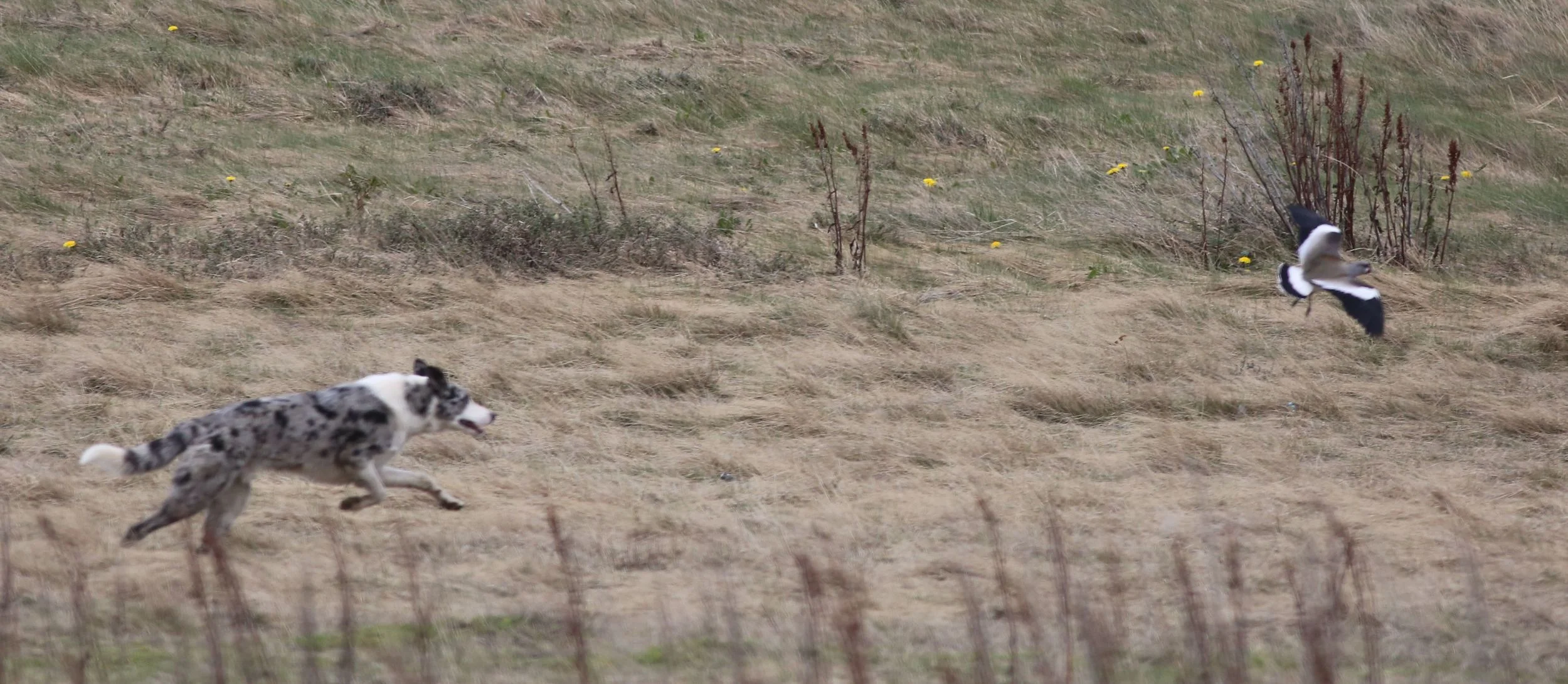 ...but stray dogs kept chasing them, even at a designated urban bird nesting reserve.