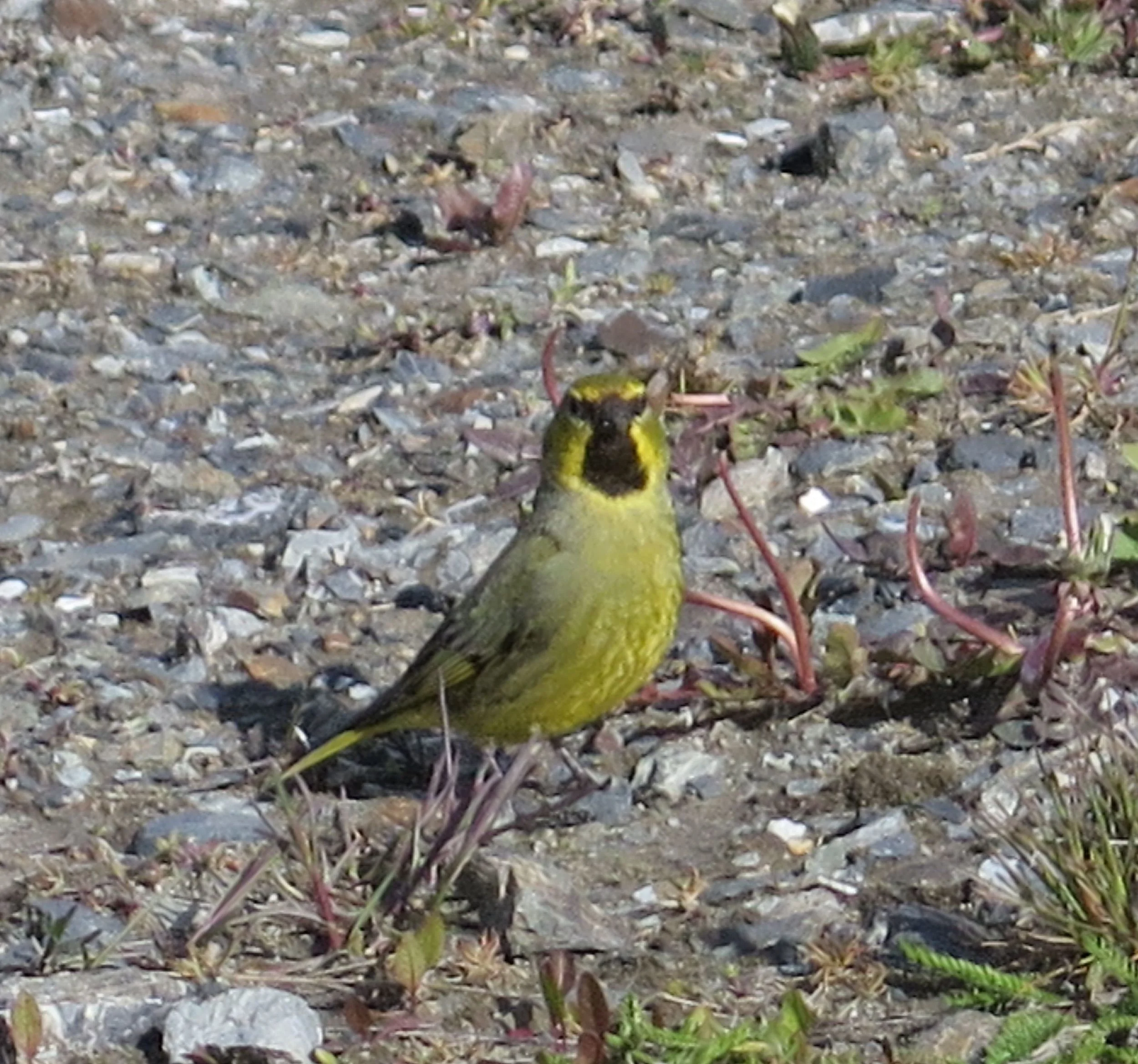 Another species unique to southern South America and surrounding islands, the striking yellow-bridled finch (of which we saw several pairs, including this male and its much more drab-looking female mate) has scarcely been studied and its habits are still largely unknown.
