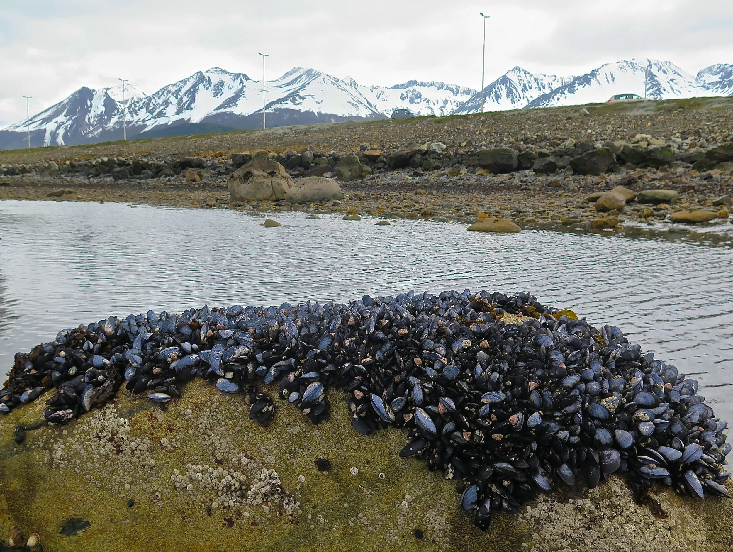 Mussel beds have been vanishing from bays around us in Maine, but the Beagle Channel had them in abundance. 