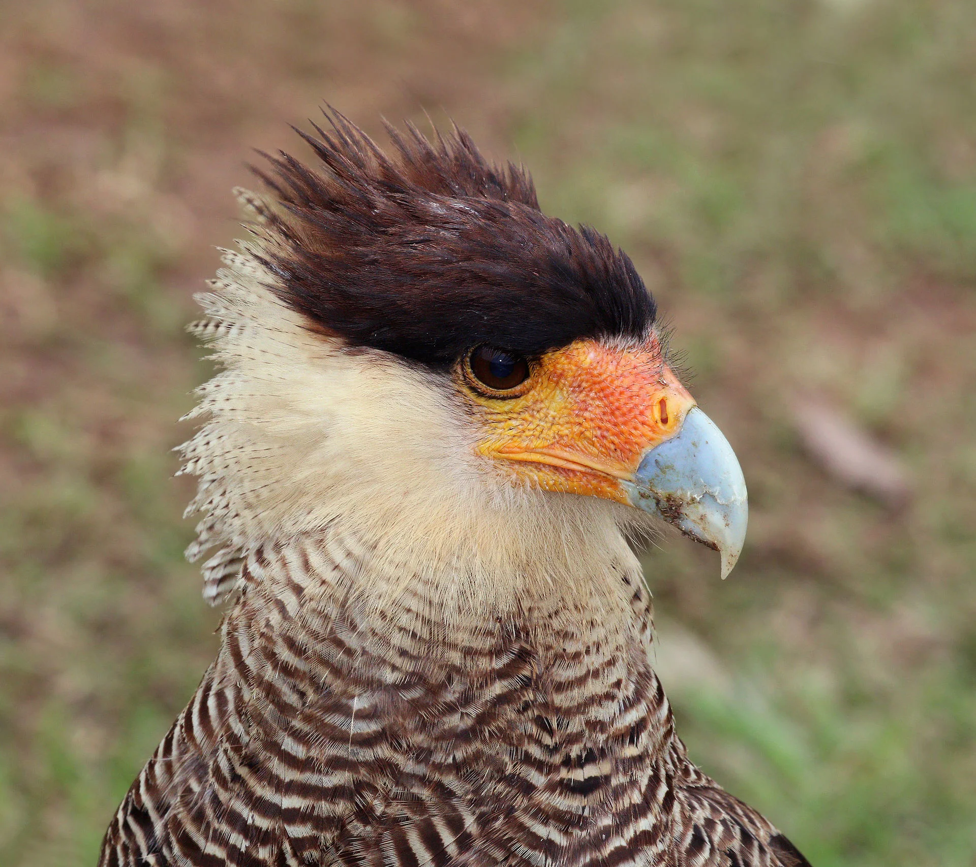 The southern crested caracara is even more striking up close. (This is a public-domain photo from Wikipedia, not one of ours.)