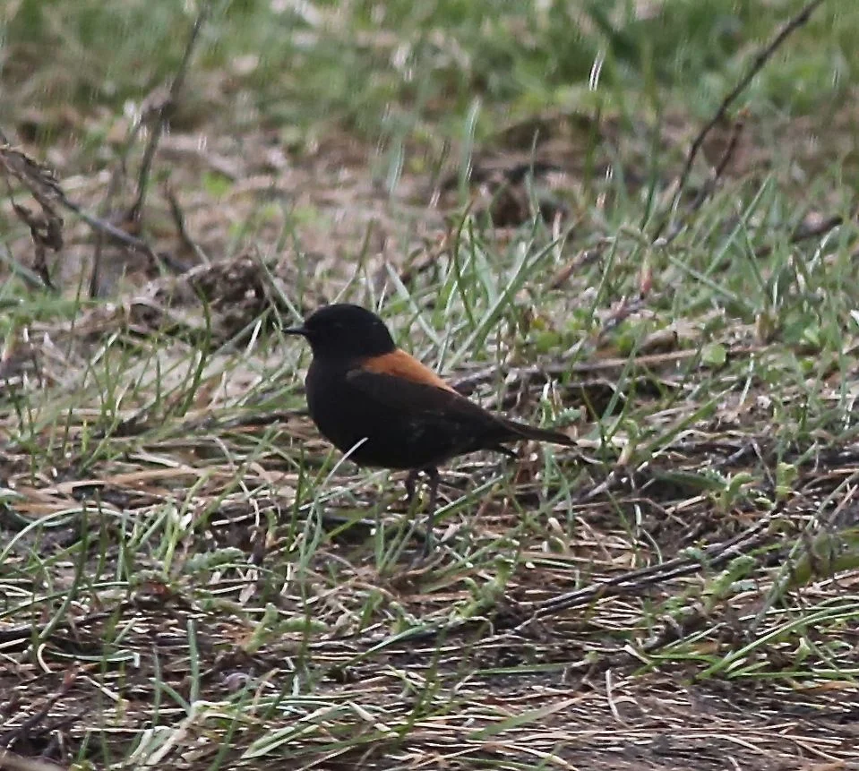 We saw many of these austral negritos, small tyrant flycatchers that didn't like to stand still for us take their photos. This one was a male.