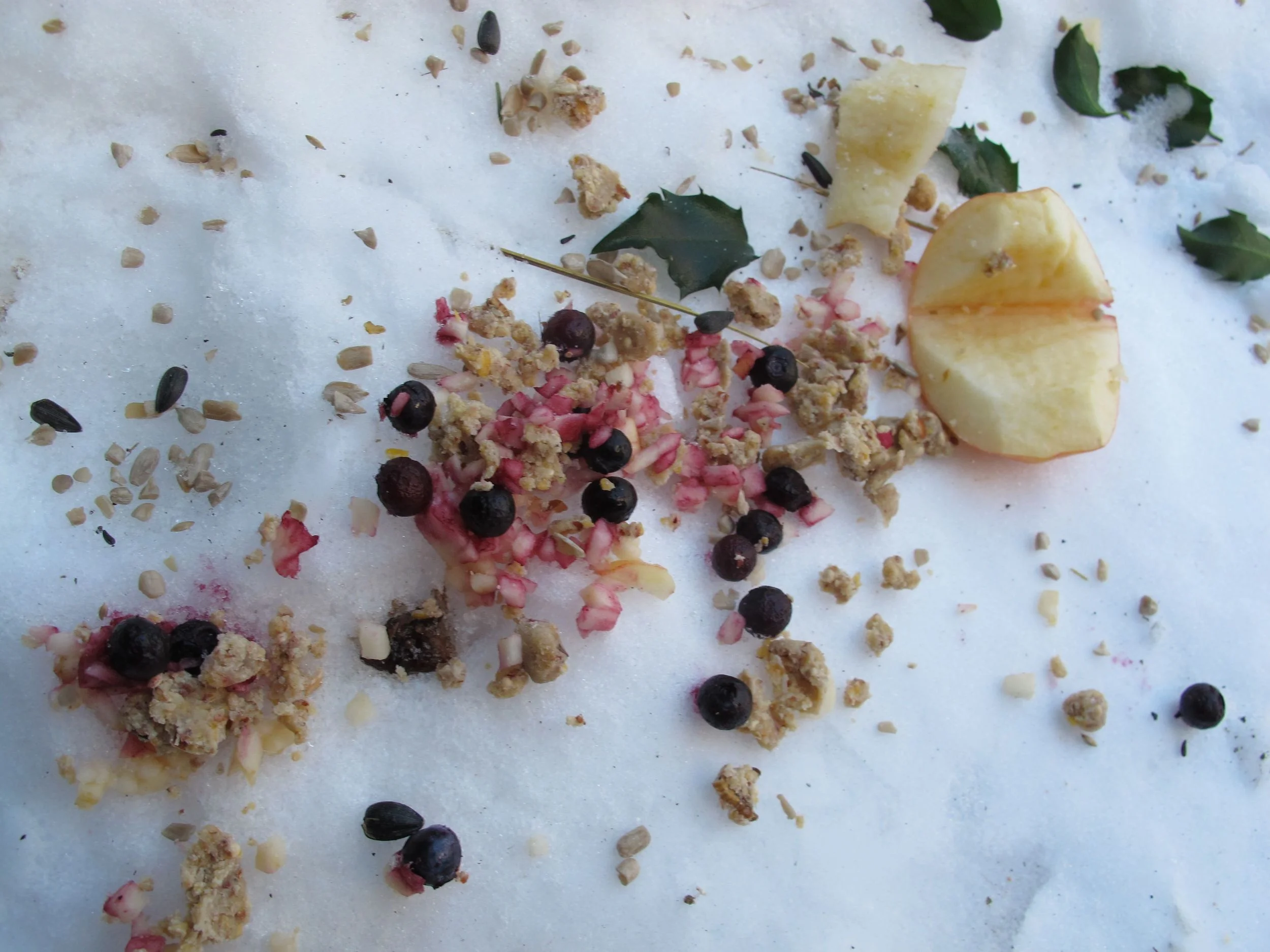 The front-walk feast we set out for the robin.