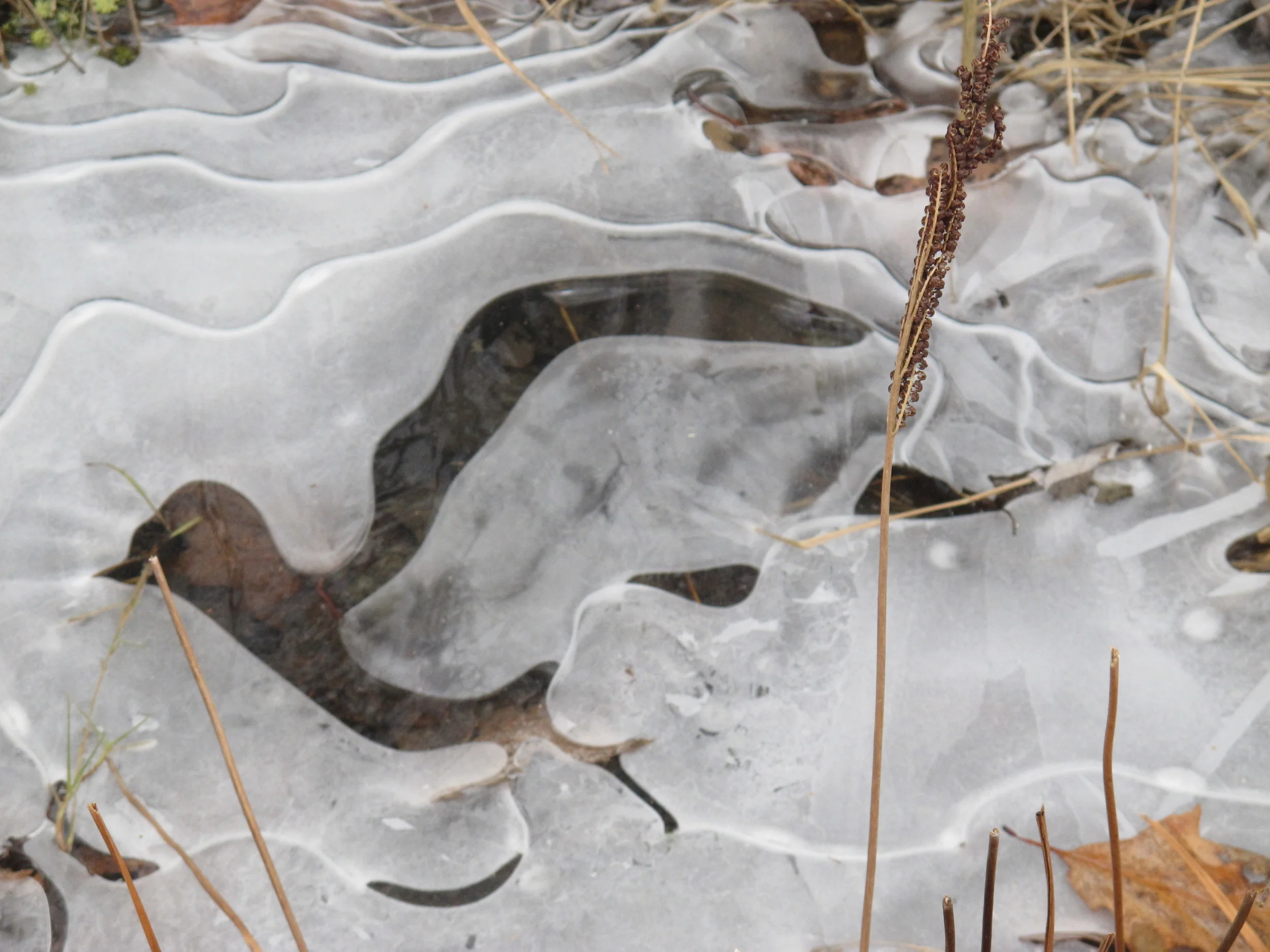 Natural ice carving of a bird, also from a Dec. 25 walk.