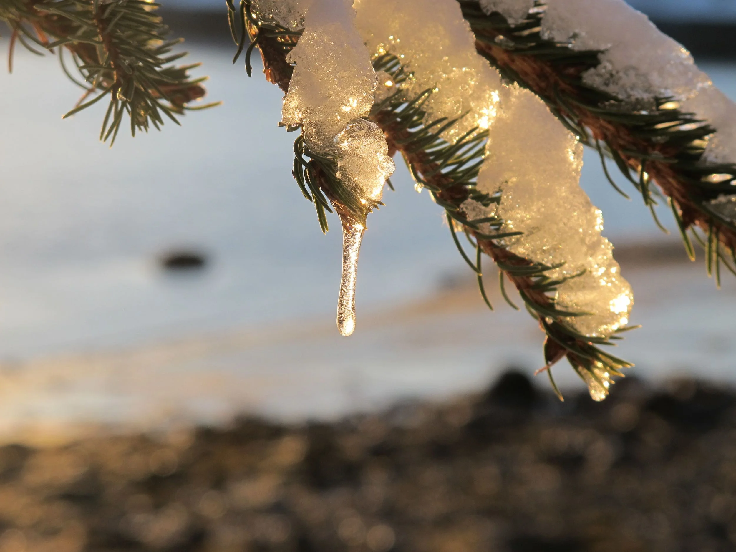 Natural tinsel? The big chill has set in for New Year's week.