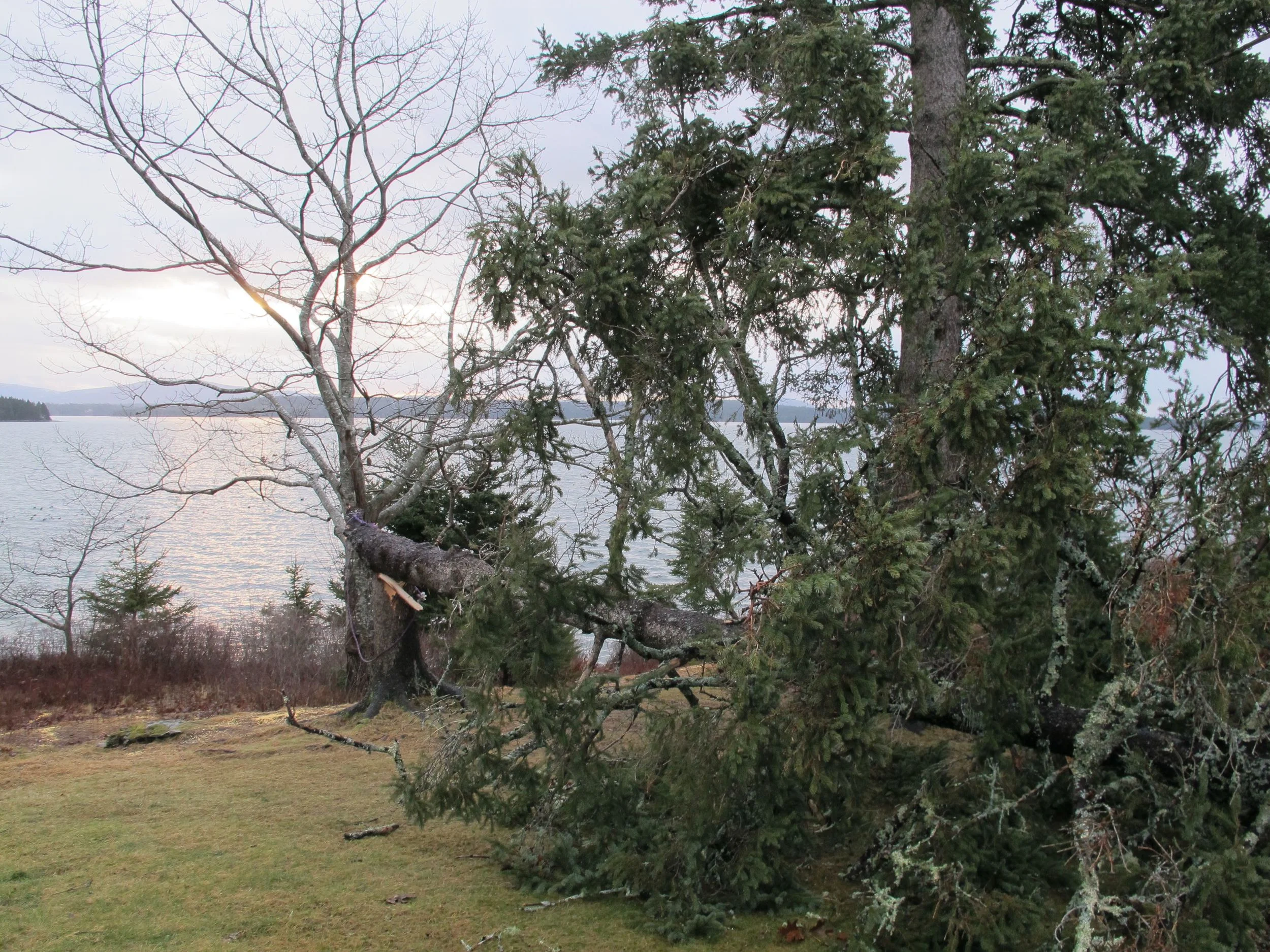 Got a bit windy on the coast of Maine last night—gusts of 65 mph, according to the weather service. We heard a crash, turned on an outside light and found this great old seaside spruce (a bird and squirrel favorite) laying across the lawn and on our deck.