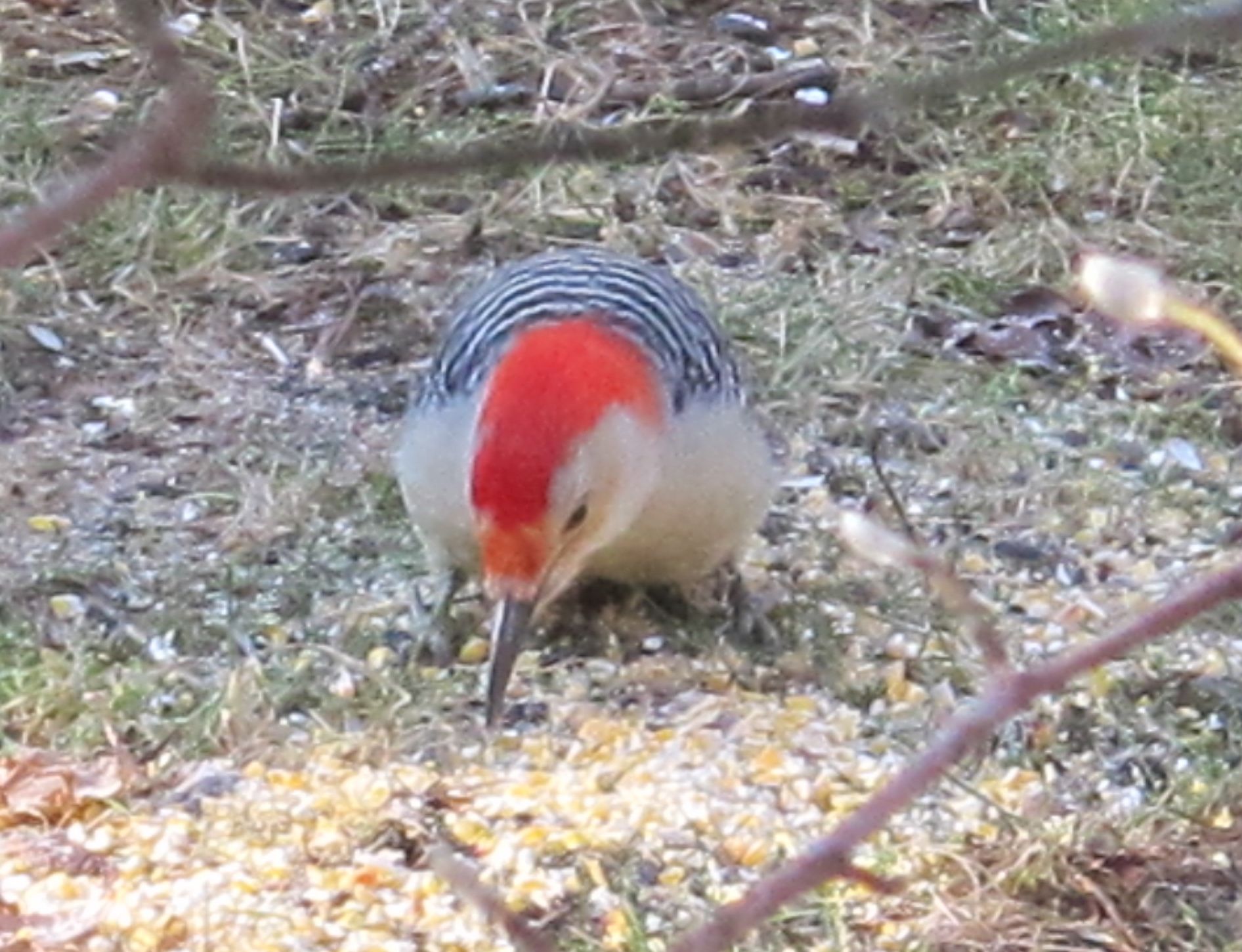 A red-bellied woodpecker has shown up lately at our house, joining the hairy, downy and pileated woodpeckers in the percussion section. He was checking out the downed tree this morning. Supposedly, if you look closely enough, you can see some faint red on the belly of a red-bellied, but whoever named these guys seems to have overlooked some far more obvious choices (red-capped? red-topped? crimson-crowned?).