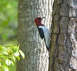 Just for the record, the name red-headed woodpecker is already taken. Here is an example of one