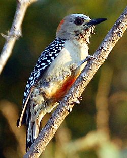 And, while we are on the subject, here is the bird that claims the name of red-crowned woodpecker (but has a red belly!). This species lives in Central and South America.