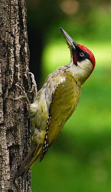 O.K., one more redhead. When I was doing research into Slovenia recently, I discovered that it is home to this European green woodpecker. I thought it was a cool-looking bird. The British sometimes refer to these birds as Yaffles or Yappingales because of their loud, laughing call.