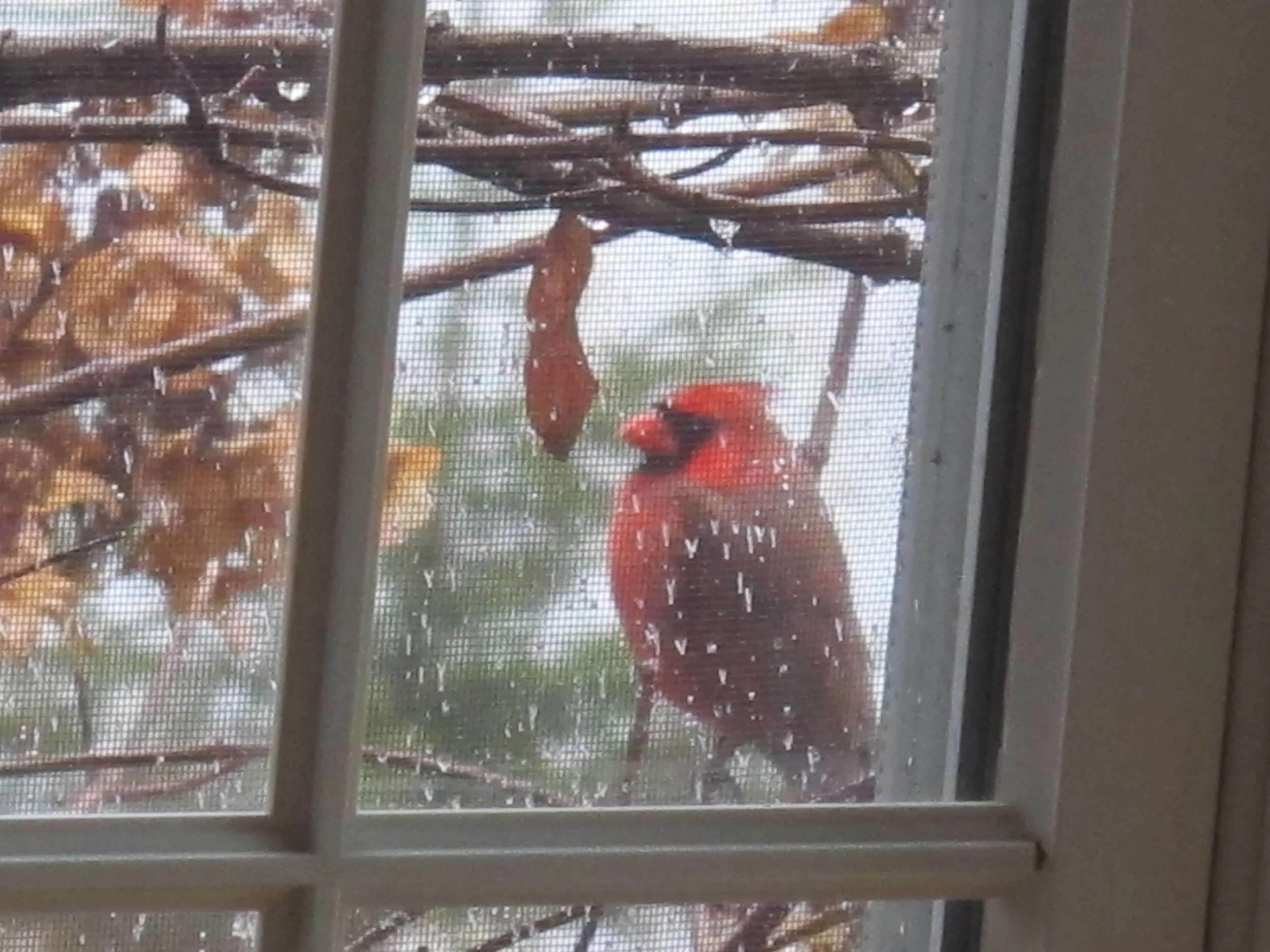 I keep missing the photo. I try to shoot this male cardinal and his mate camouflaged in the reddish branches of one of our leafless rugosa rose hedges. So instead I'll just show you how he chose to spend part of a recent rainy day, waiting for a gray squirrel to get off our bird feeder.