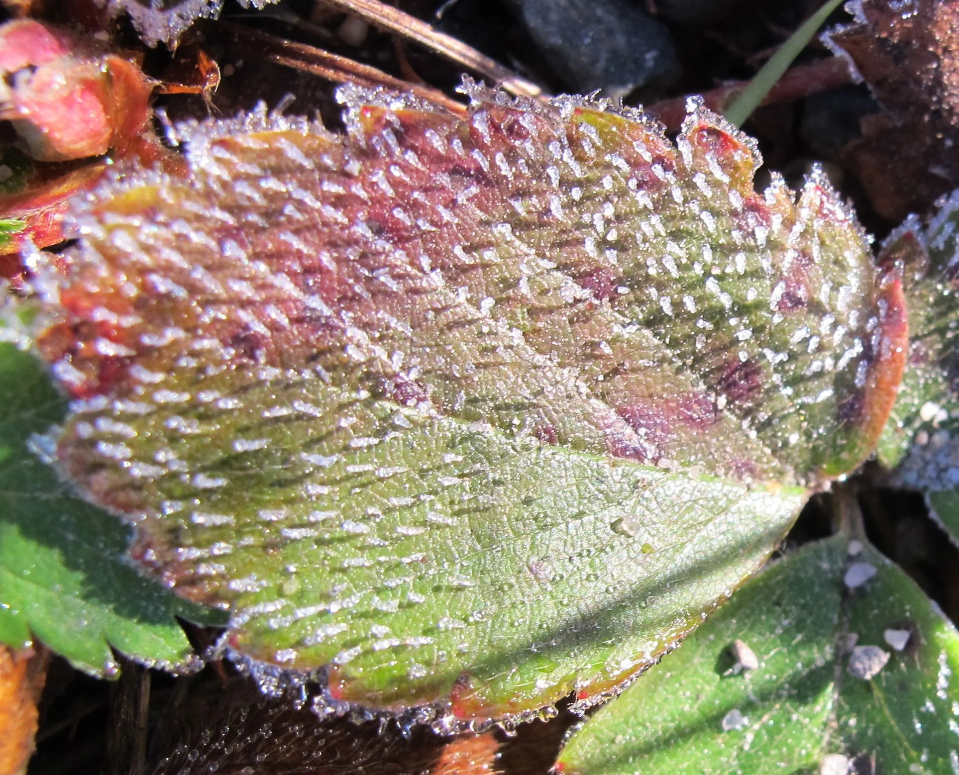 I liked the way the ice crystals stood out on this leaf.