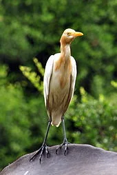 File:Cattle_Egret2