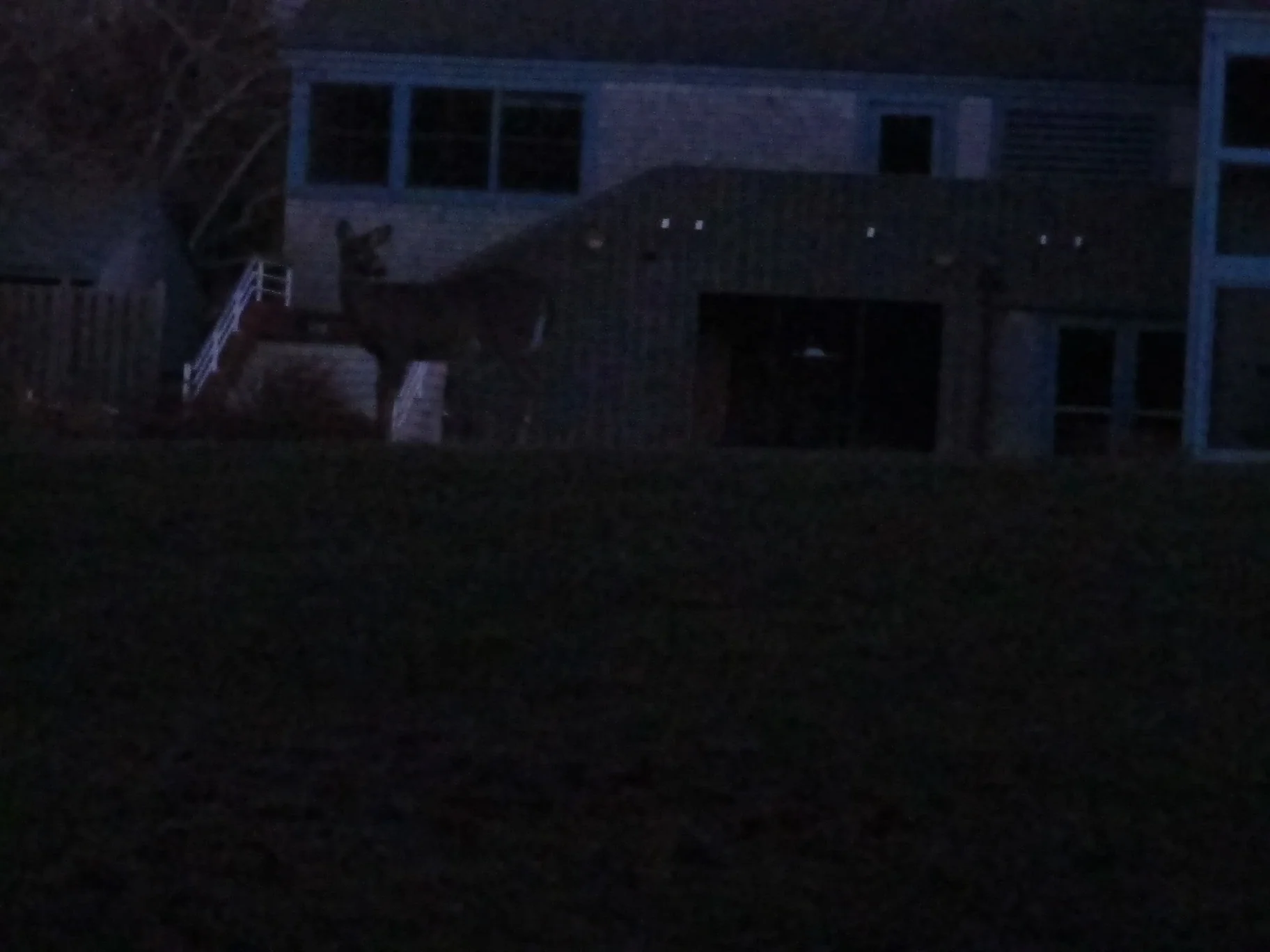 No, the deer outside the Pond House wasn’t eating popovers (inside joke).