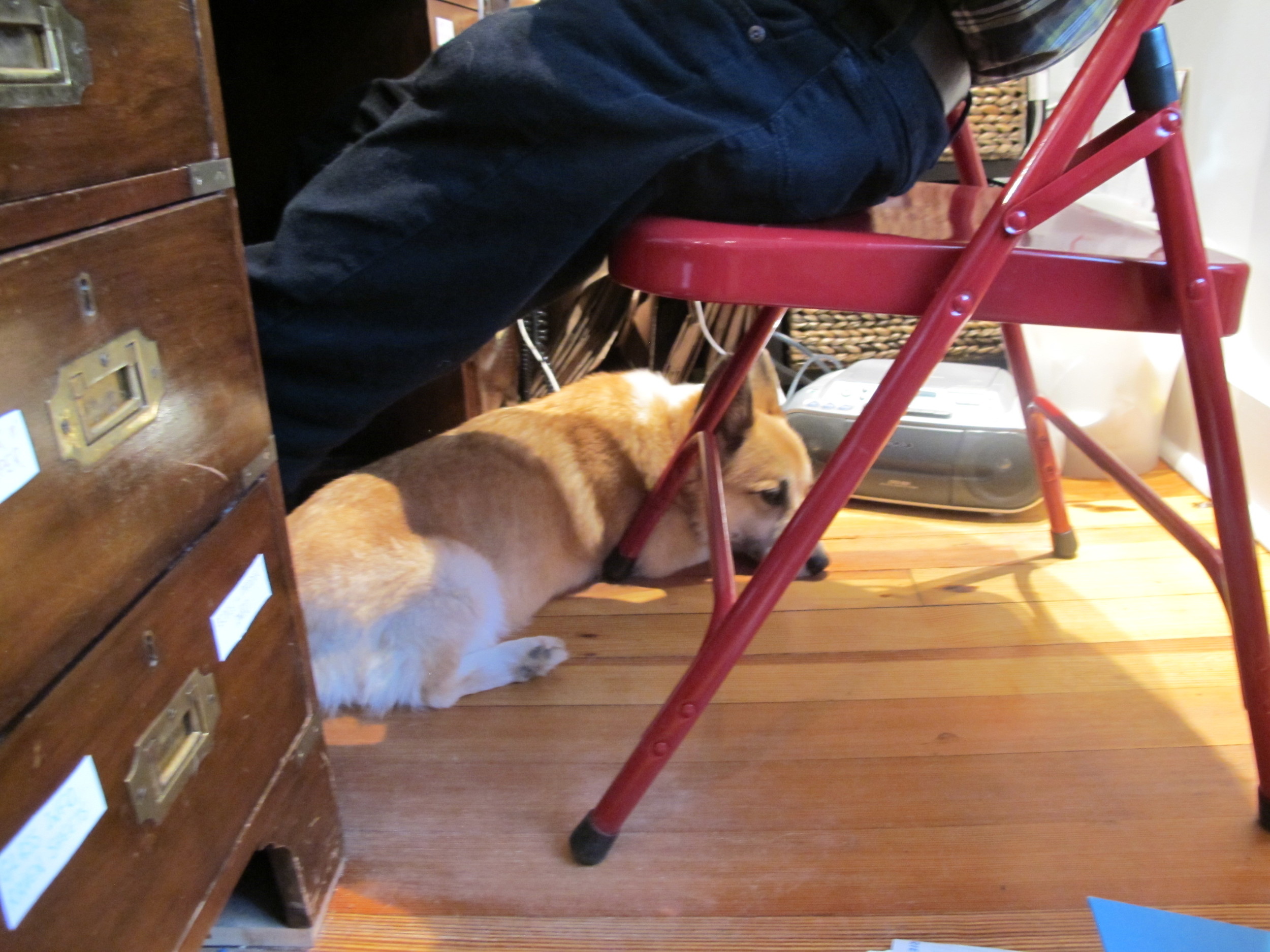 For those of you who didn’t see this shot on our Facebook page, here’s Marvel, the Welsh corgi who came by the Notebook on the day after Thanksgiving and fell asleep by my feet at the checkout desk.