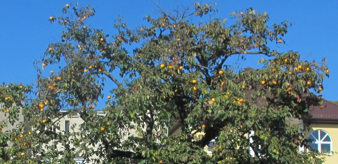 Oranges grow plentifully in Sochi’s sub-tropical climate. This is one of the many trees we saw on the ride from the airport into the mountains.