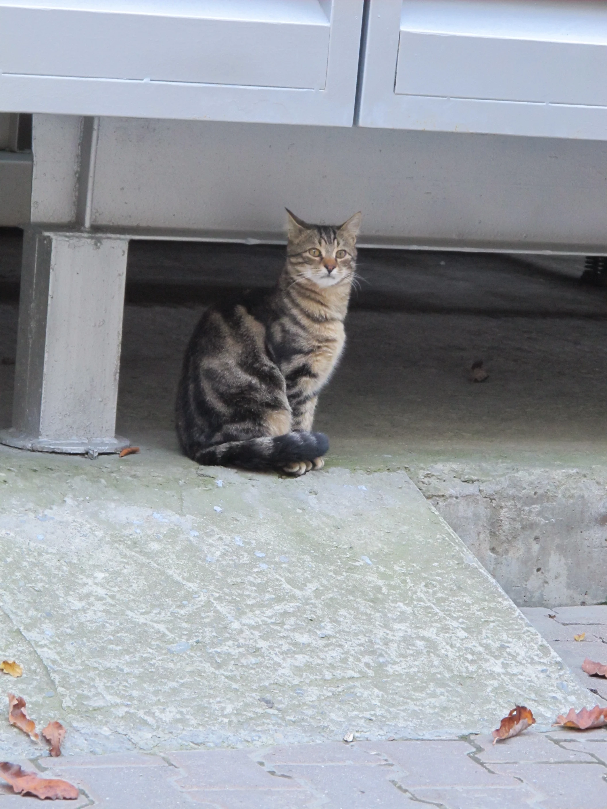 A photo for our Russian-linked, cat-loving friend Anne: This kitty patrolled the hotel grounds but stopped to pose for us. I’ve also seen several friendly stray dogs wandering near the Olympic venue sites as if they were part of the construction crews.
