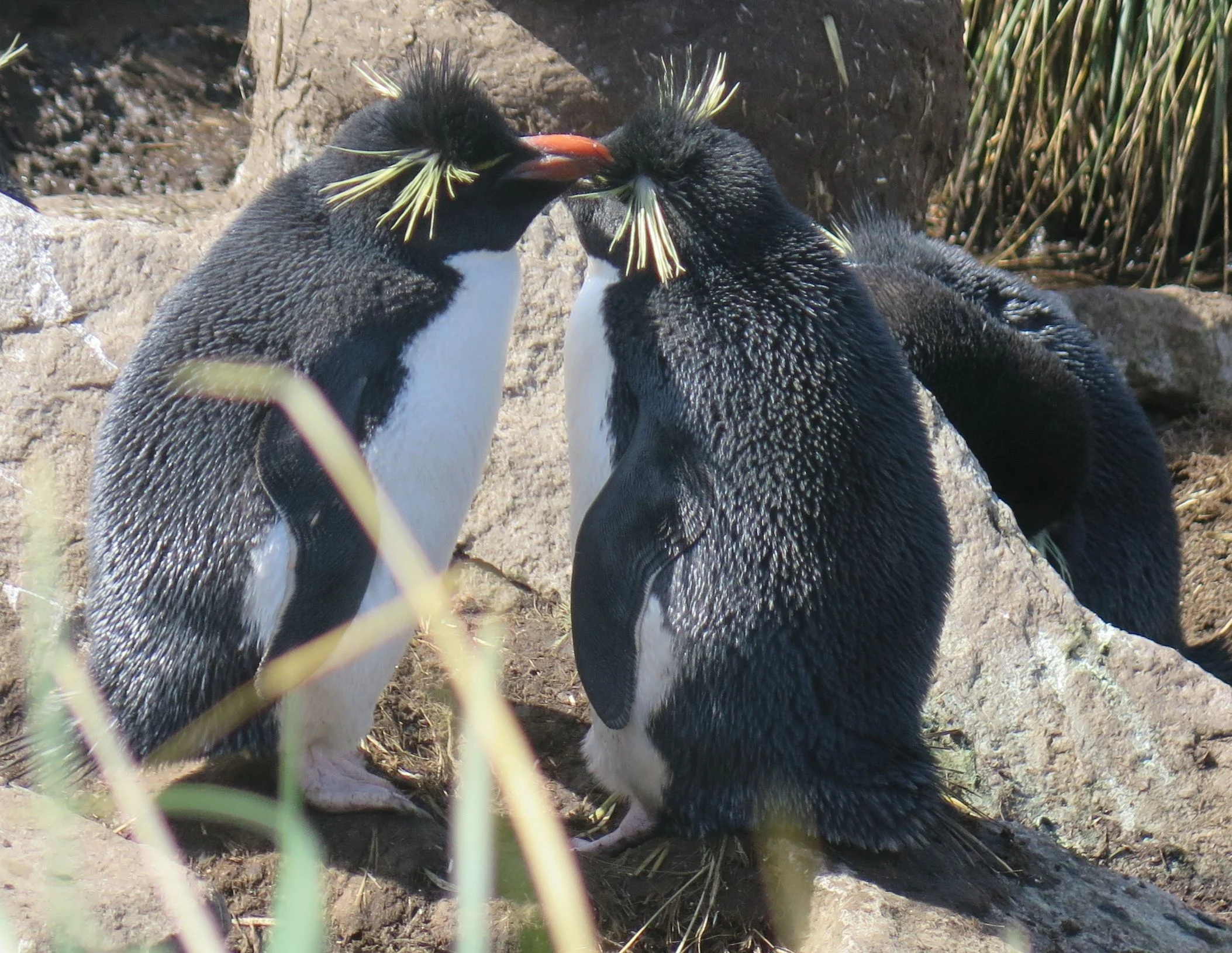 ...and some of the rockhoppers who were waiting for us.