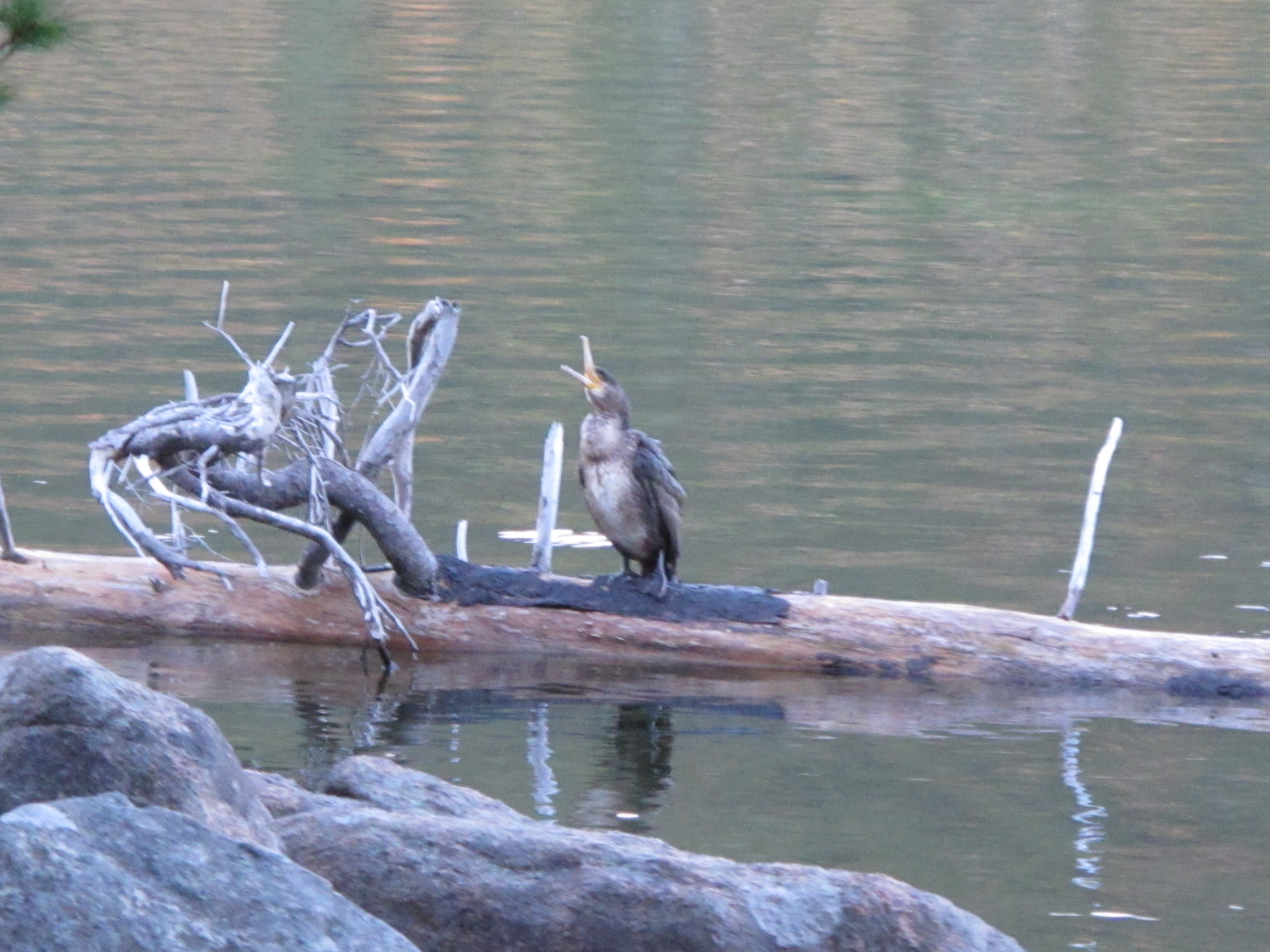 Back in Maine: A young cormorant at dusk on Saturday on Jordan Pond.