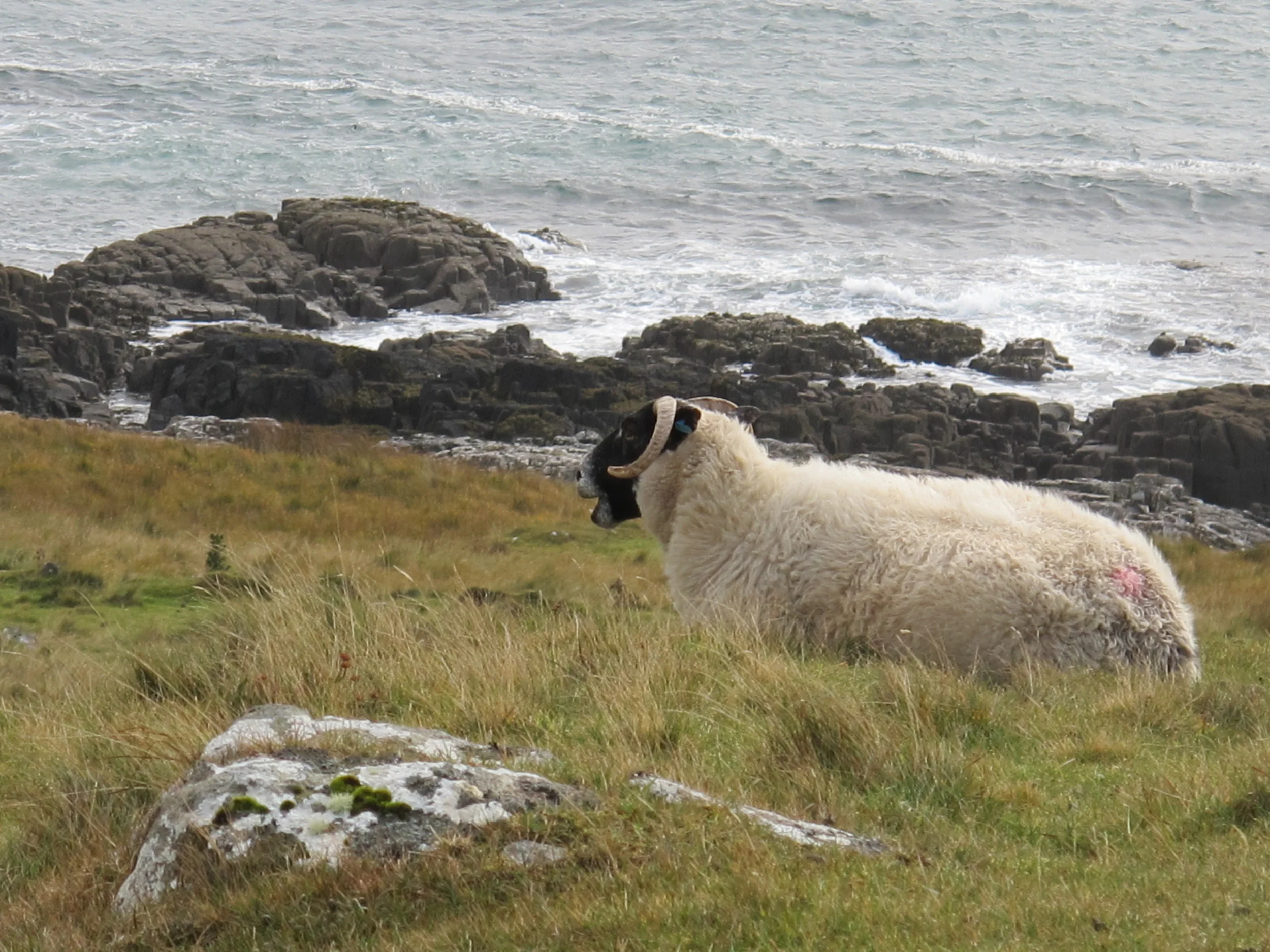 When walking through fields and along the coast, we often had company. Thousands of Highlanders were kicked off their land in the 1700s to make room for sheep. Many of them—the Highlanders, not sheep—were forced to immigrate to Canada, especially Nova Scotia, which still has a significant Gaelic-speaking population.