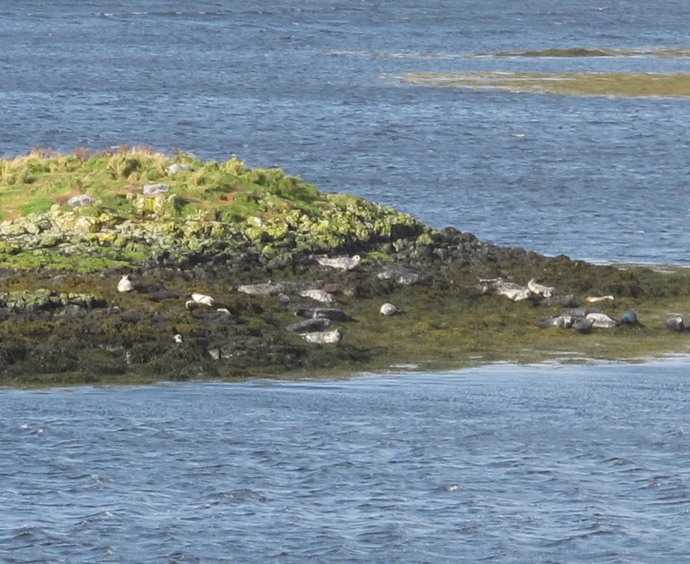 These gray seals were among the wildlife we spotted. We also saw many hooded crows (which are a mixture of gray and black), a couple of gray herons (similar to the blue heron we see in Maine) and several gannets, along with countless gulls.