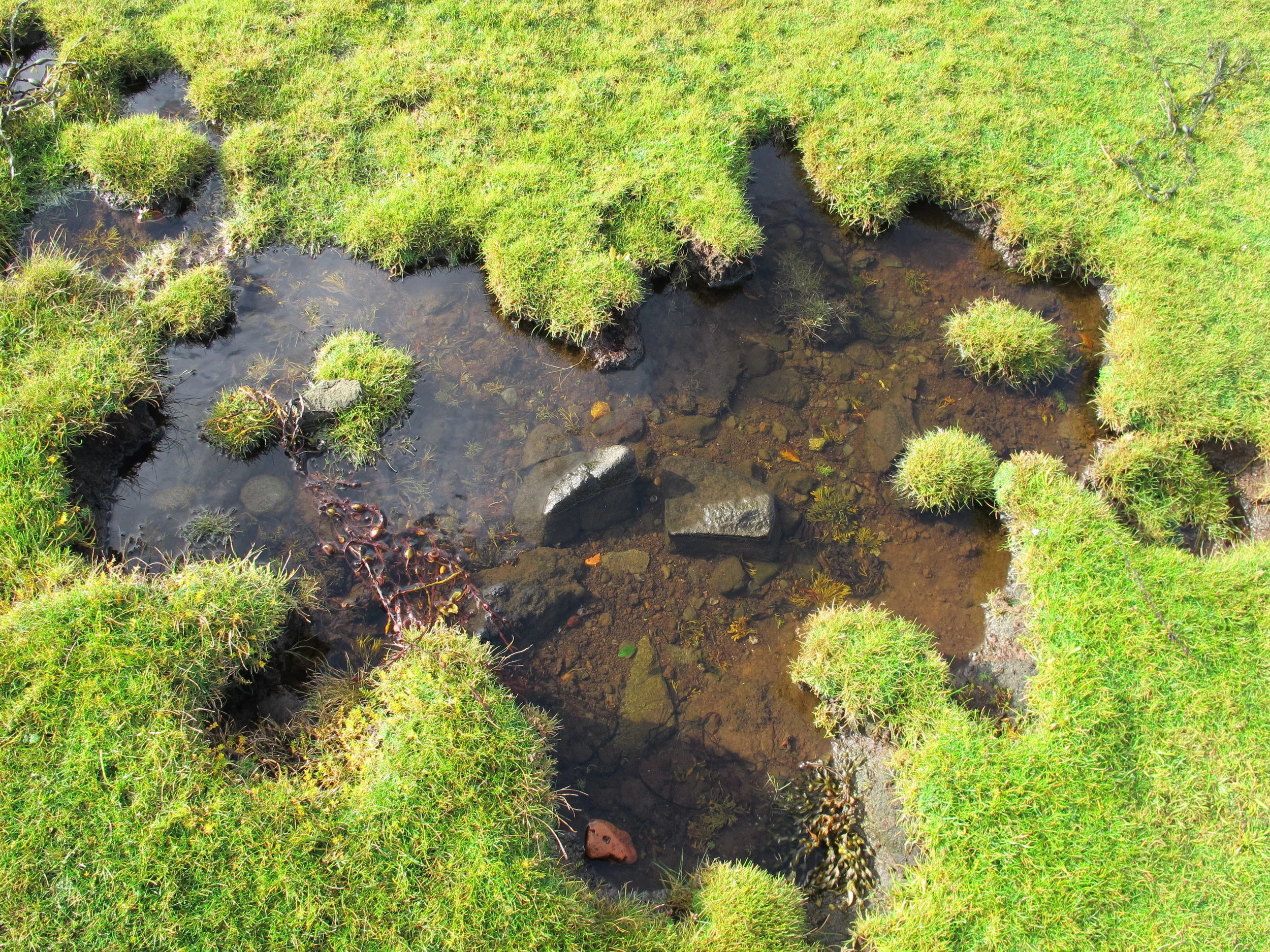 Lovely grass-rimmed pools like this dotted the edge of the intertidal zone.