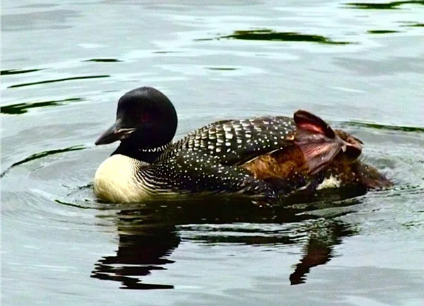 Jane noticed that the loon’s foot was an odd color (it’s lifted out of the water here and looks reddish rather than black), that the bird was missing some flying feathers, and that its left wing didn’t cover its side. She sent photos to Inland Fisheries and Wildlife, whose biologists said the loon appeared to have a broken wing and could be in danger when the lake froze next winter and it needed to fly elsewhere. Jane contacted a bird-rehabilitation group, Avian Haven, in Freedom, Maine, which sent Shearon Murphy to kayak to the loon and try to help.