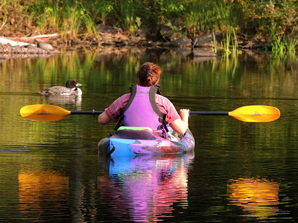 Shearon paddled to the loon, picked it up (the bird remained calm) and took it to Avian Haven, where Jane says the owners and a vet determined that the wing was all right but that the bird had a lead sinker stuck in its gizzard and had an elevated lead level. Through a procedure called lavage—pouring water into the gizzard—they were able to flush out the sinker. The bird was put on chelation therapy to try to remove some of the lead from its system.
