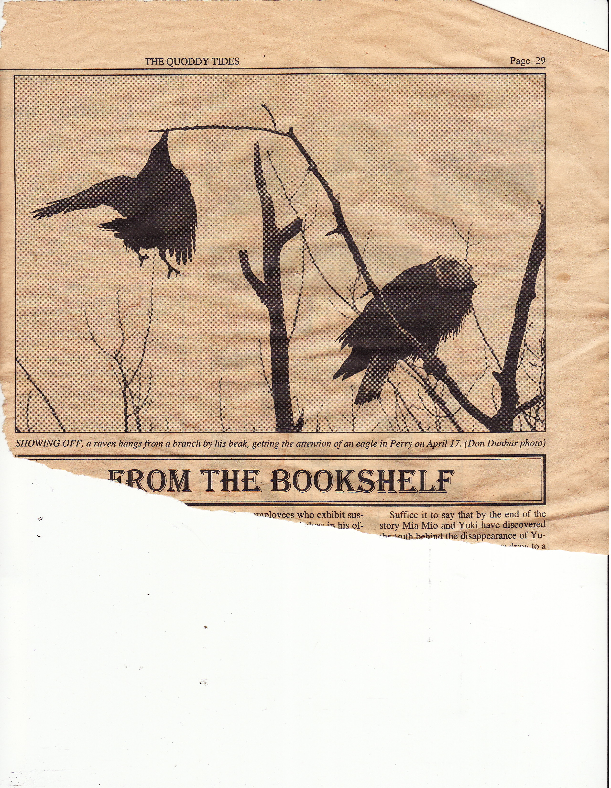 John saved this clipping from an old copy of a Maine newspaper, The Quoddy Times. As the caption notes, the raven seems to be trying to get the eagle to fly.