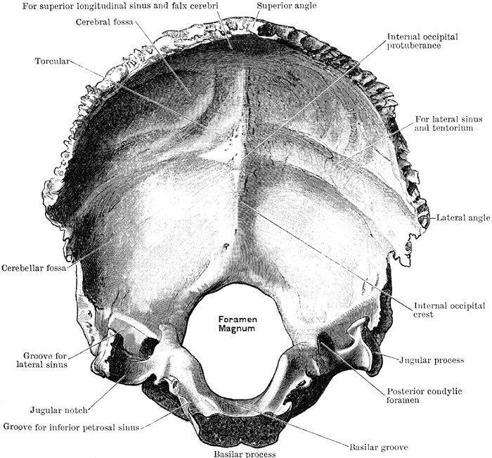 Back to solving our bone mystery. Thanks to Virginia and Eli’s research, we now think that this bone Betsy found on the shore might be the occipital bone of an as yet undetermined animal. The occipital bone is at the back of the skull, and that large hole is where the spinal cord connects to the head. More details as they become available…