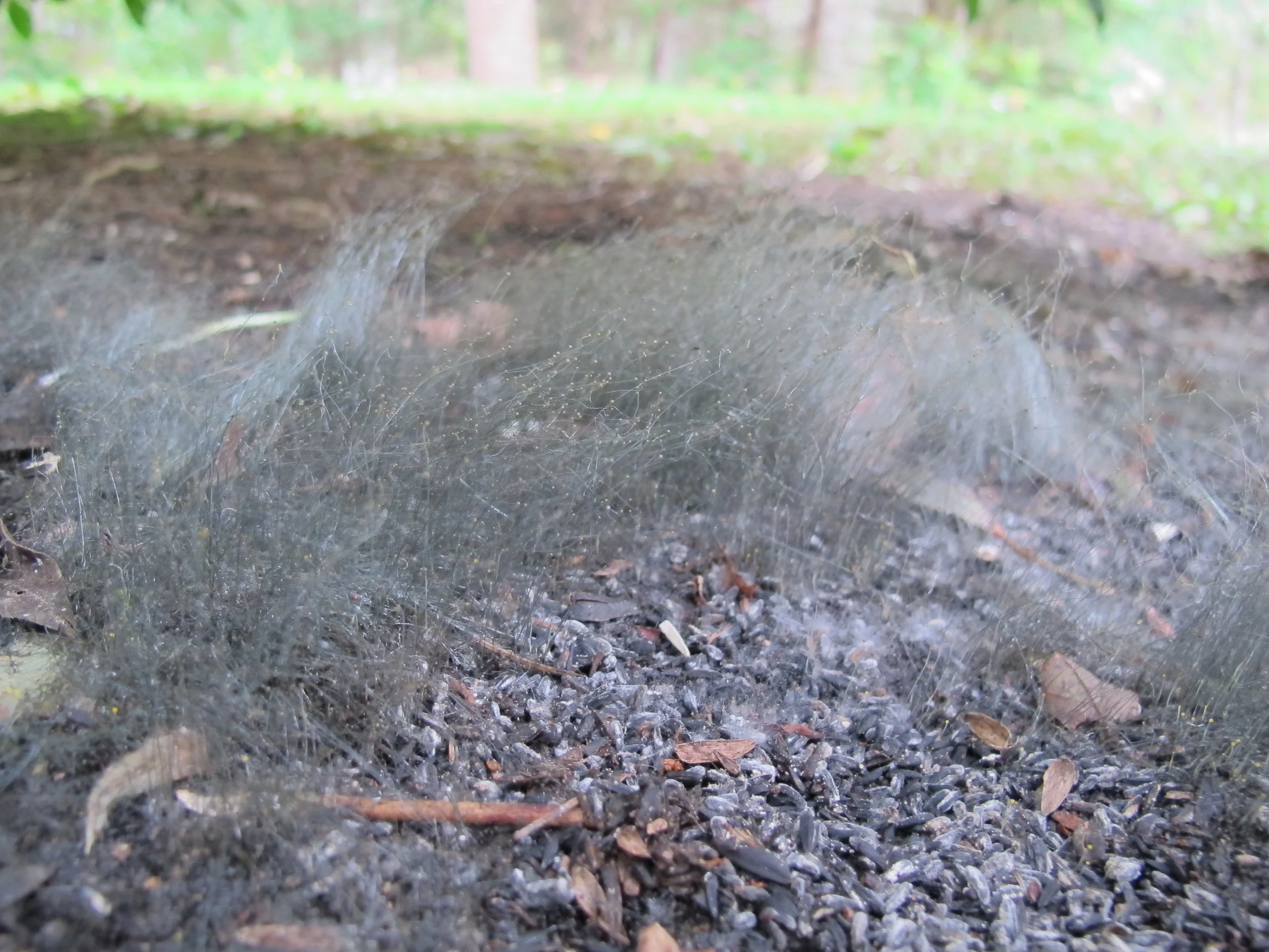 This has been growing for weeks beneath one of our thistle feeders. At first I thought it might be part of an animal’s tail, ripped off in a vicious turf war. But I think I’ve determined that it’s a fungus called Phycomyces nitens, and though the species hasn’t been that thoroughly studied, it grows on feces. In our case, it has sprouted on the site of droppings of either raccoon, fox, wild turkeys or bear—or all of the above. I read some warnings that its spores might be harmful to humans, so I’m not touching it. Perhaps if I leave it long enough it will grow into Cousin It of Addams Family fame.