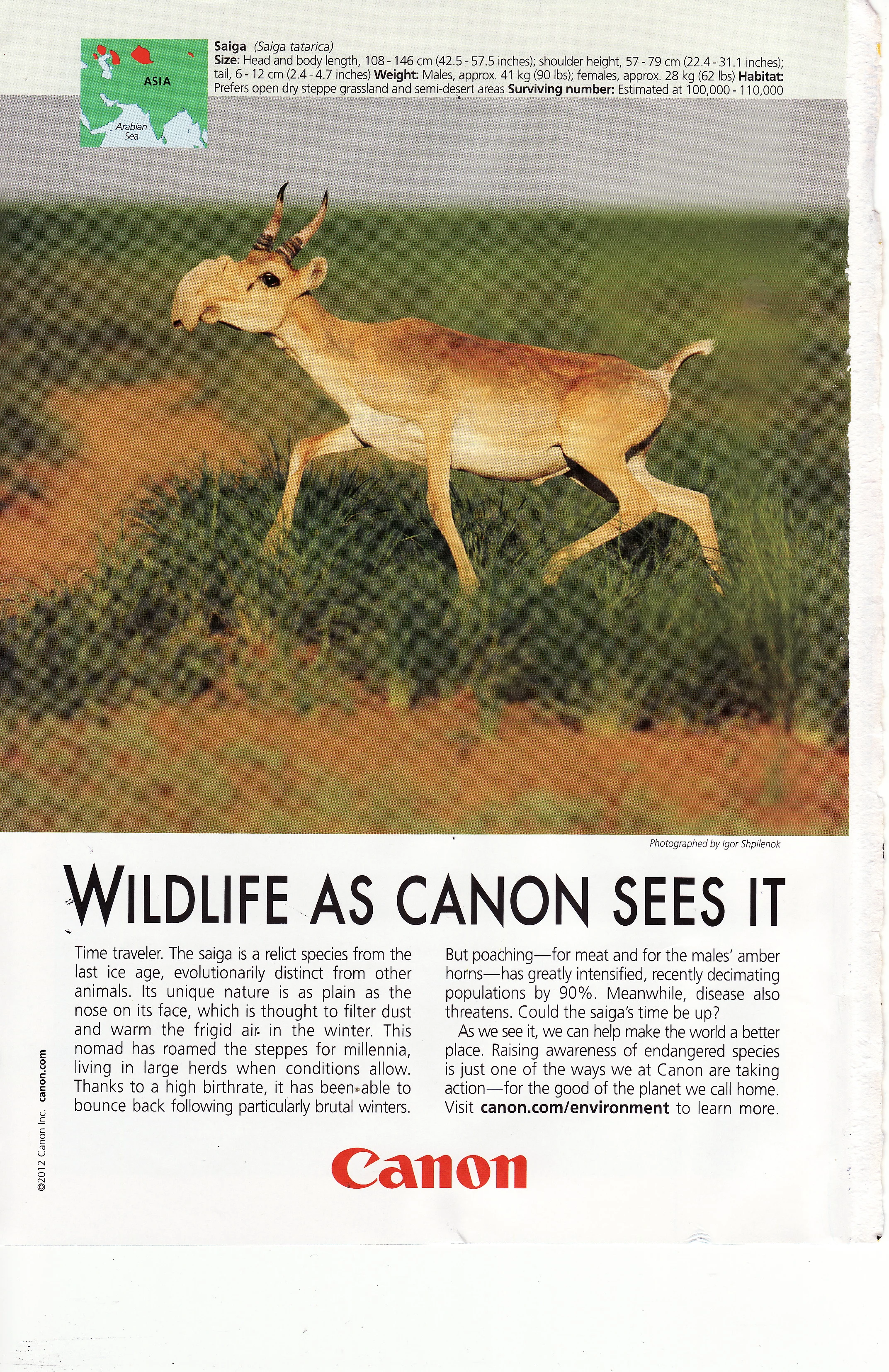 Don’t know if you saw this Canon camera ad about the endangered saiga. It ran in National Geographic and deserves highlighting because it’s both beautiful and substantive. Don’t you love the snout of the saiga? I think Eli’s nose is feeling like a saiga schnoz today because of early fall allergies.