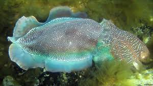 A cuttlefish