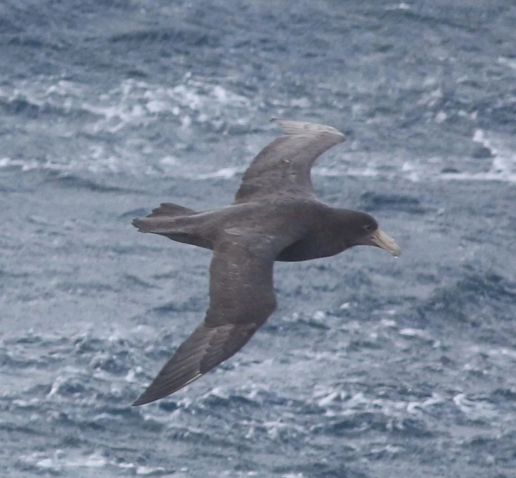 Sooty shearwaters had flanked our ship as we headed toward the Falklands. These large birds (40-inch wingspan) breed in the Falklands before an epic migration of nearly 9,000 miles to Norway to escape the Antarctic winter. Trivia note: A flock of crazily behaving sooty shearwaters at North Monterey Bay in California in 1961 inspired then-local resident Alfred Hitchcock to write his classic horror movie The Birds . Scientists believe that the flock members, which were flying into objects, throwing up and even dying, had eaten algae poisoned by sewage runoff.