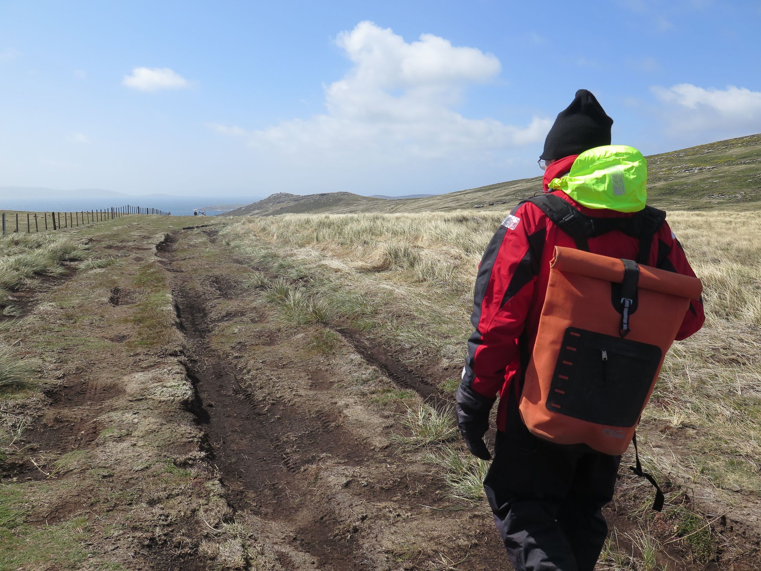 We trekked for 40 minutes over a rolling, grassy landscape (the Falklands are treeless) to find the black-browed albatross nesting site. 