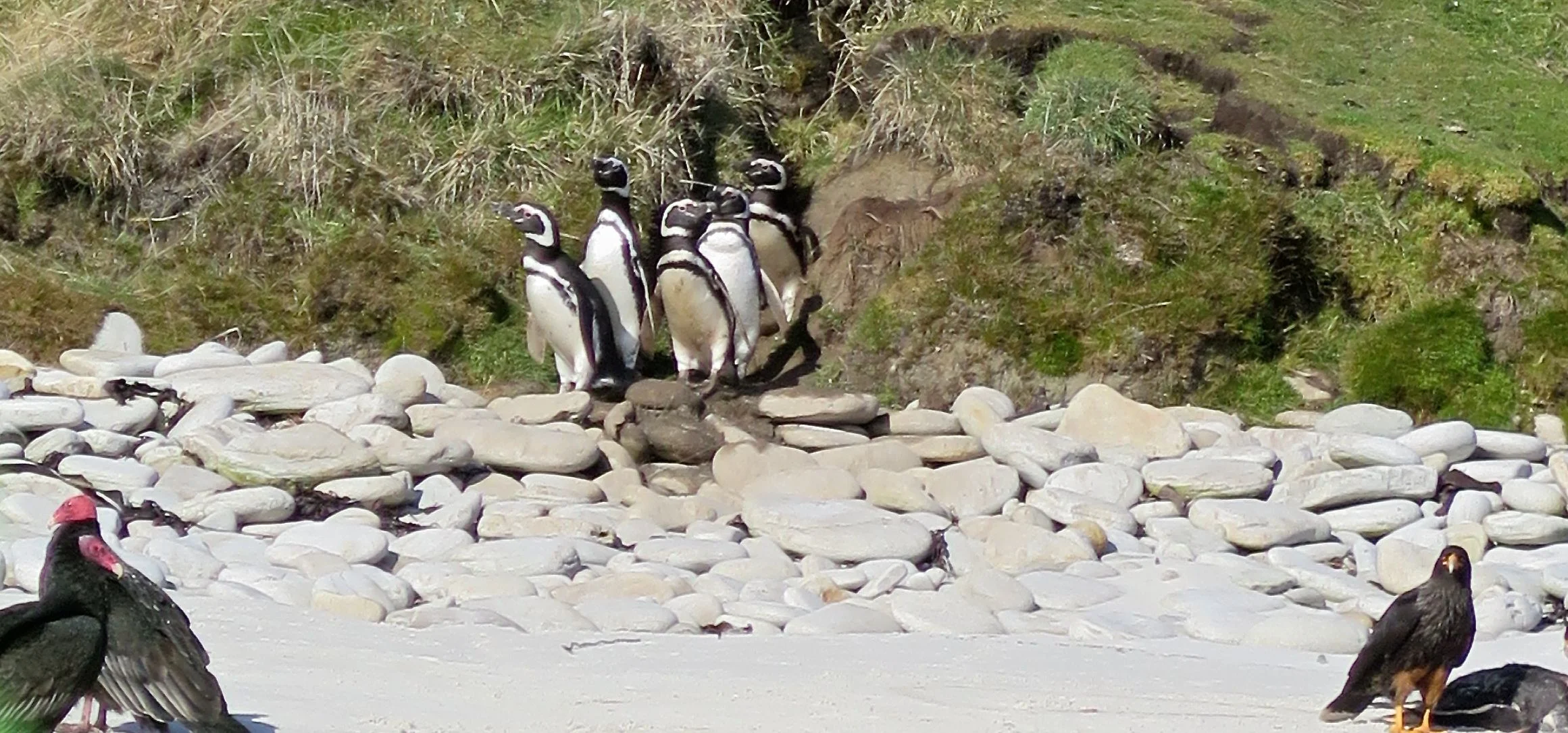 The first sight as our Zodiac neared the shore: Magellanic penguins on the hillside watching a caracara devour what appeared to be one of their deceased compatriots, with two turkey vultures standing nearby. Magellanics are mid-sized penguins (24 to 30 inches tall) found up and down the coasts of Argentina and Chile.