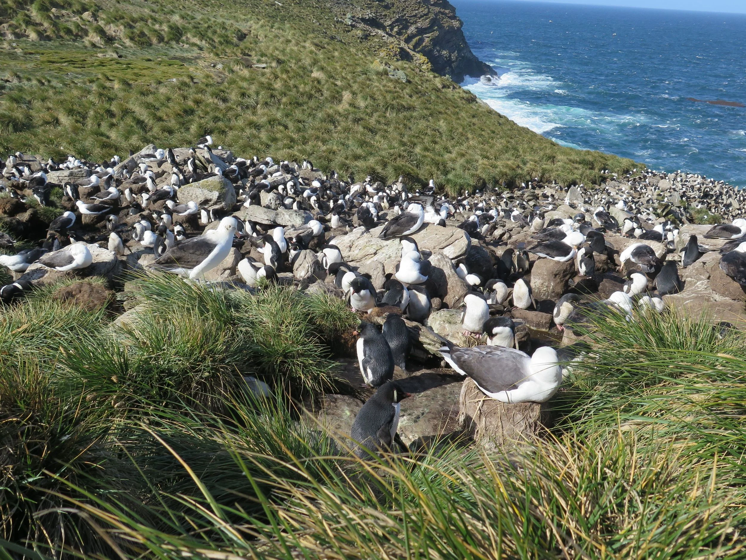 And there it was, the colony of black-browed albatrosses on their nests, with rockhopper penguins all around them enjoying free protection from predators. The nesting area was set among clumps of tussock grass. When walking around the edge of it you had to watch out to avoid stepping on hidden rockhoppers, which at 20 inches tall are among the world's smallest penguins.