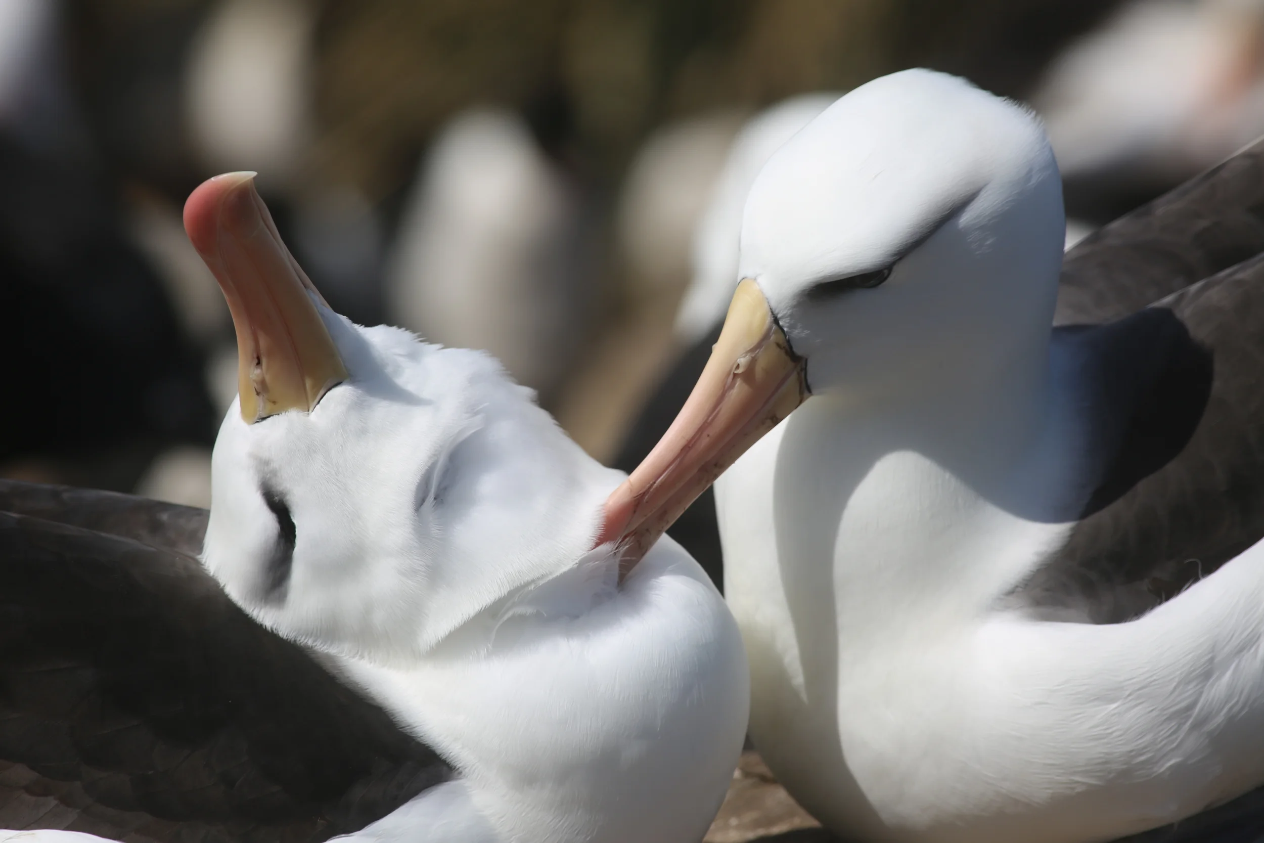 Some albatrosses groomed each other...