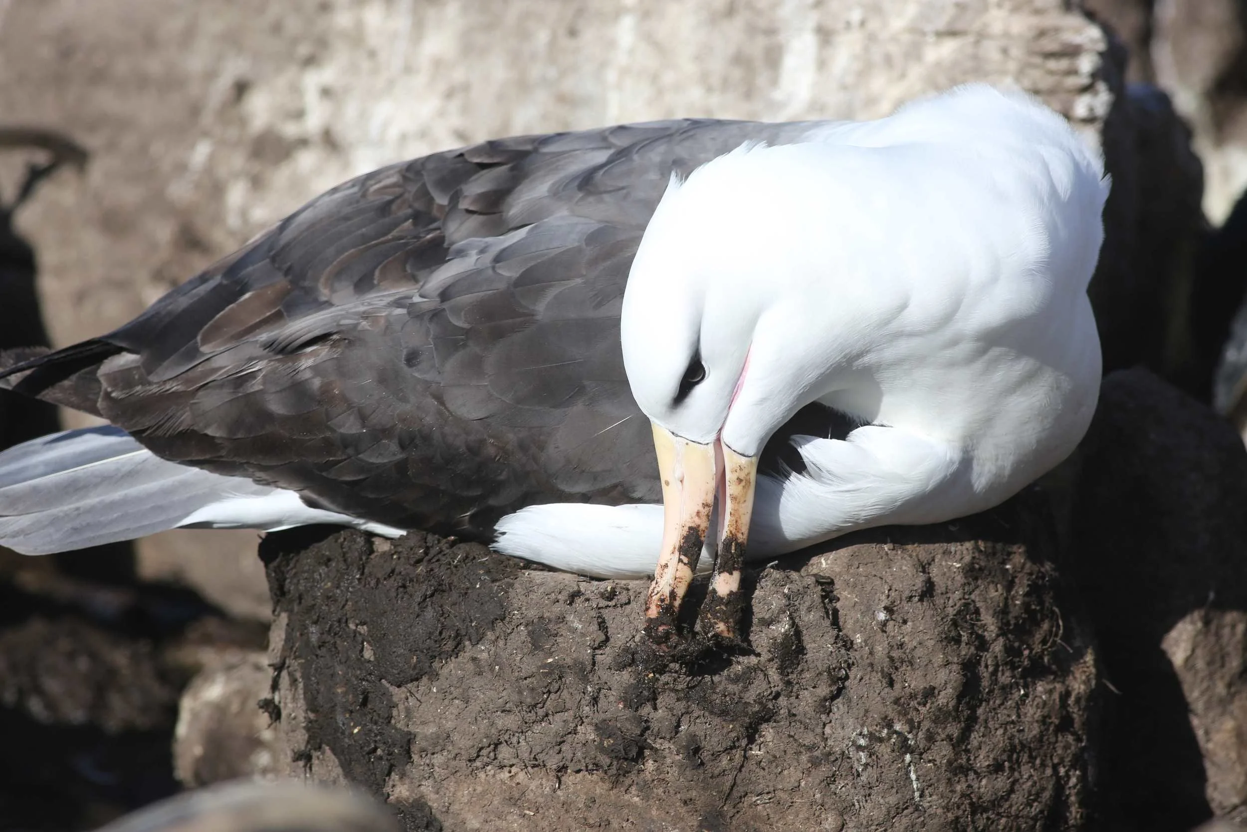 ...while others worked on their nests. Albatrosses often mate for life, and their lives can last half a century. They don't start mating until they are seven to 10 years old.