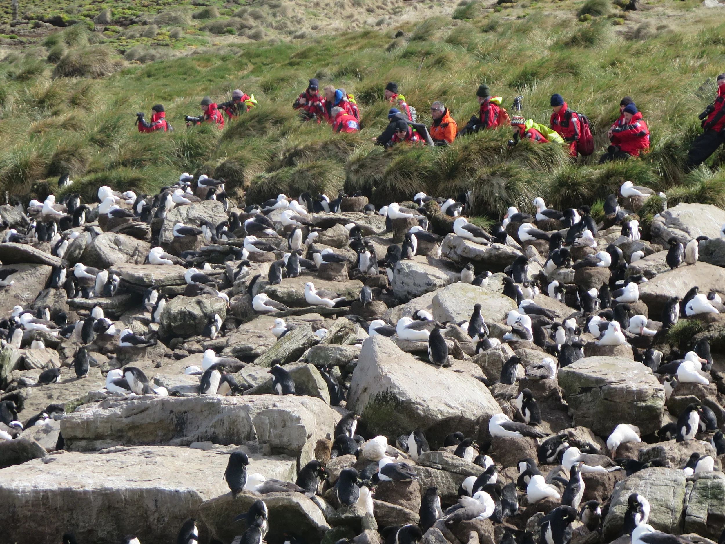 Our group maintained its own perch, in awe of what we were seeing and careful not to disturb either the penguins or the albatrosses.