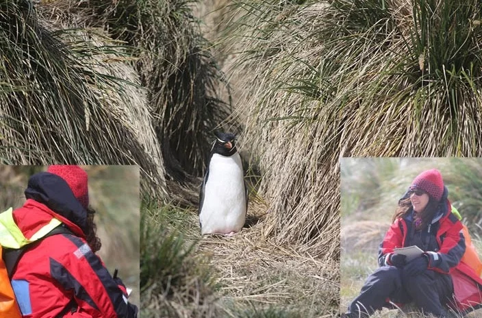 Pamelia ventured off to sketch a lone rockhopper that emerged from the tussock grass.